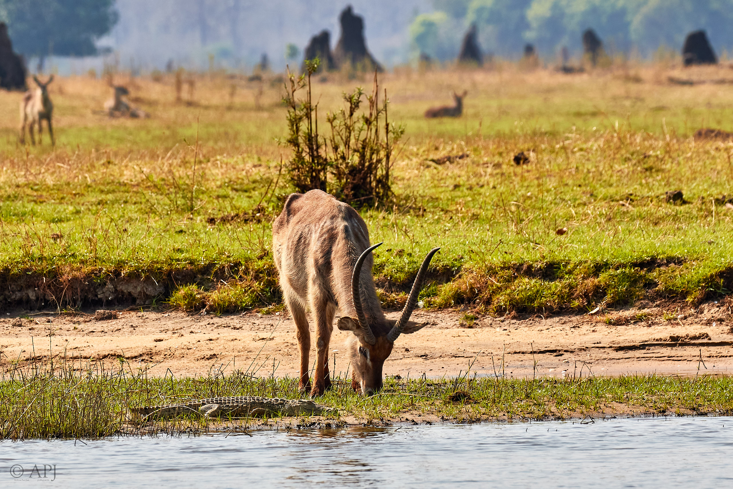 00436 APJ Sambia Malawi 2018 03312