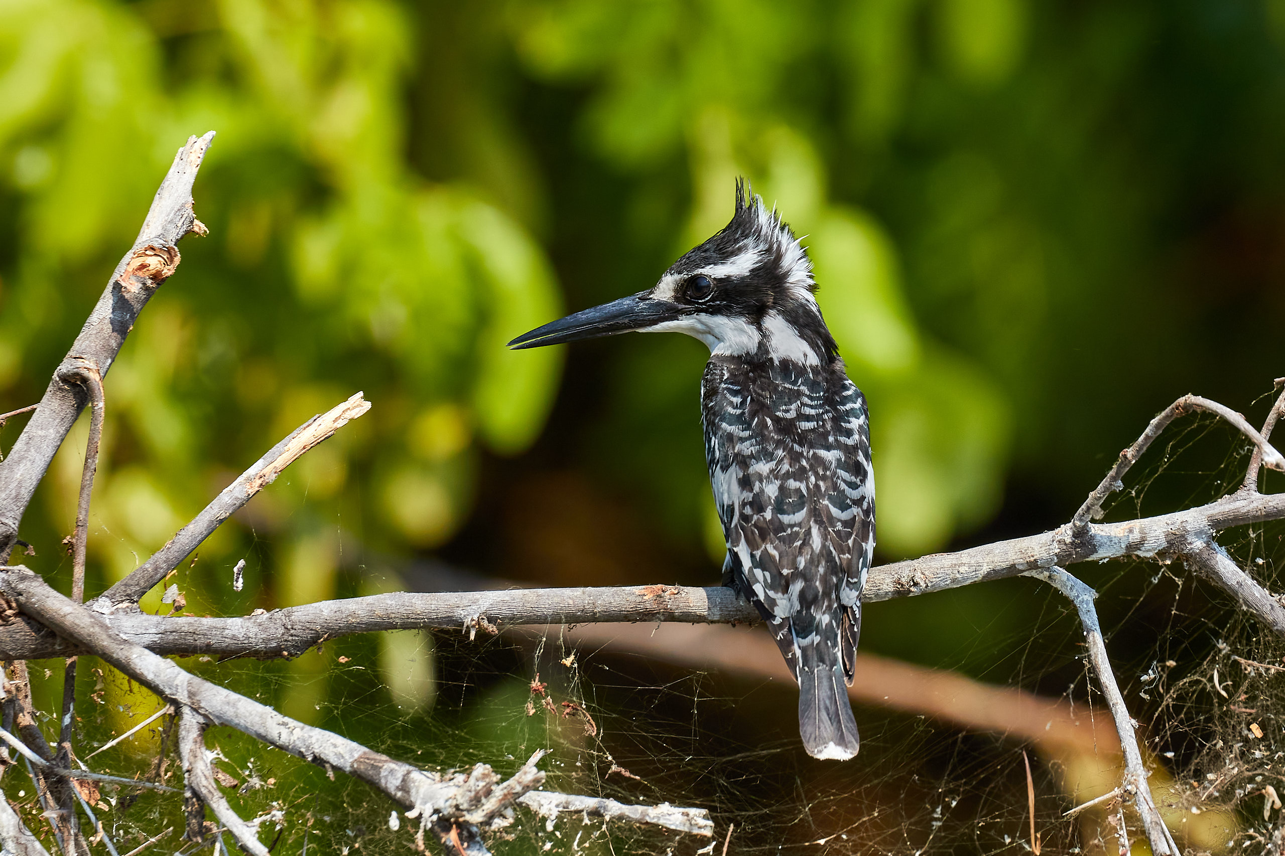 00440 APJ Sambia Malawi 2018 03352