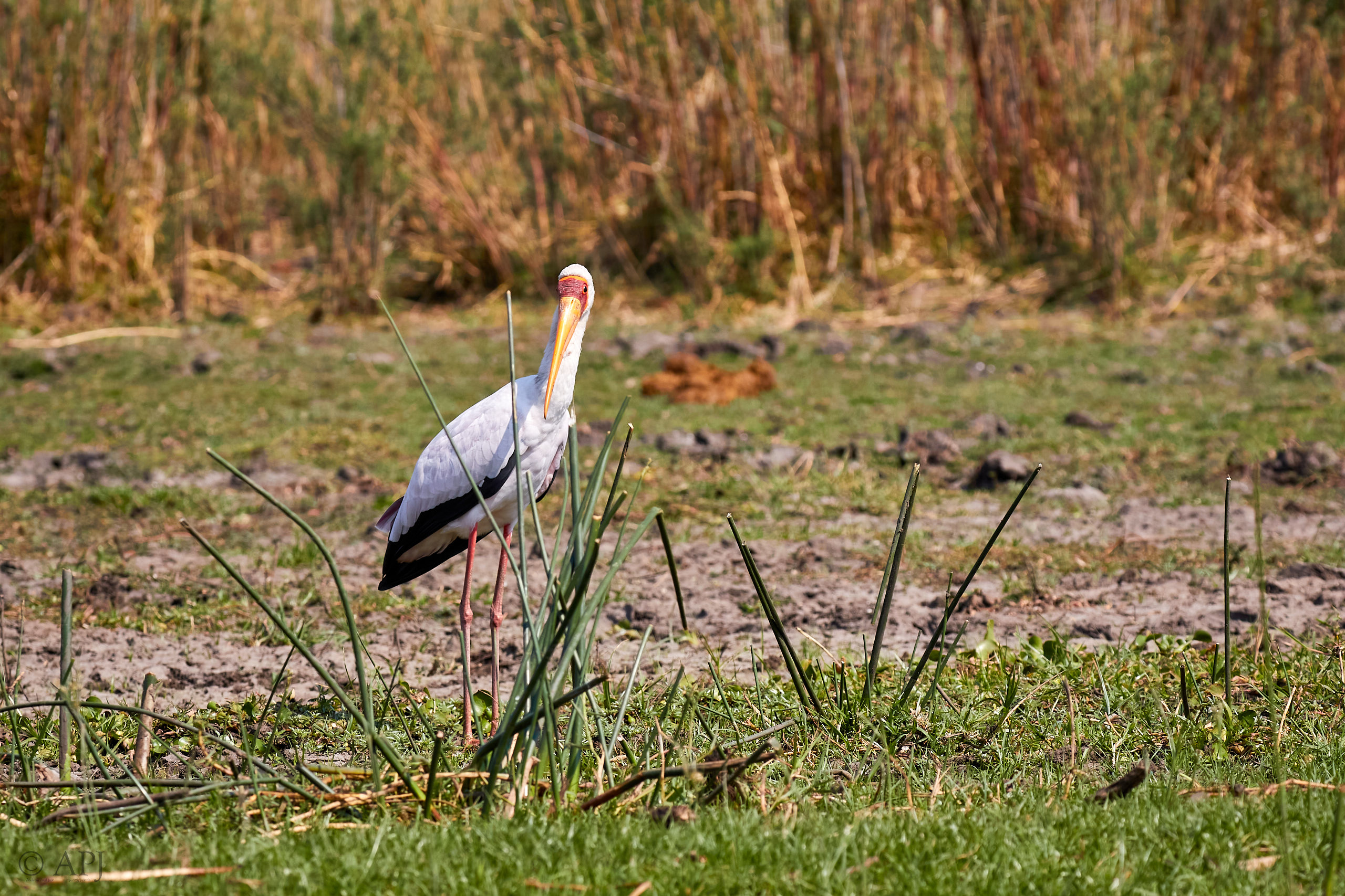 00444 APJ Sambia Malawi 2018 03400