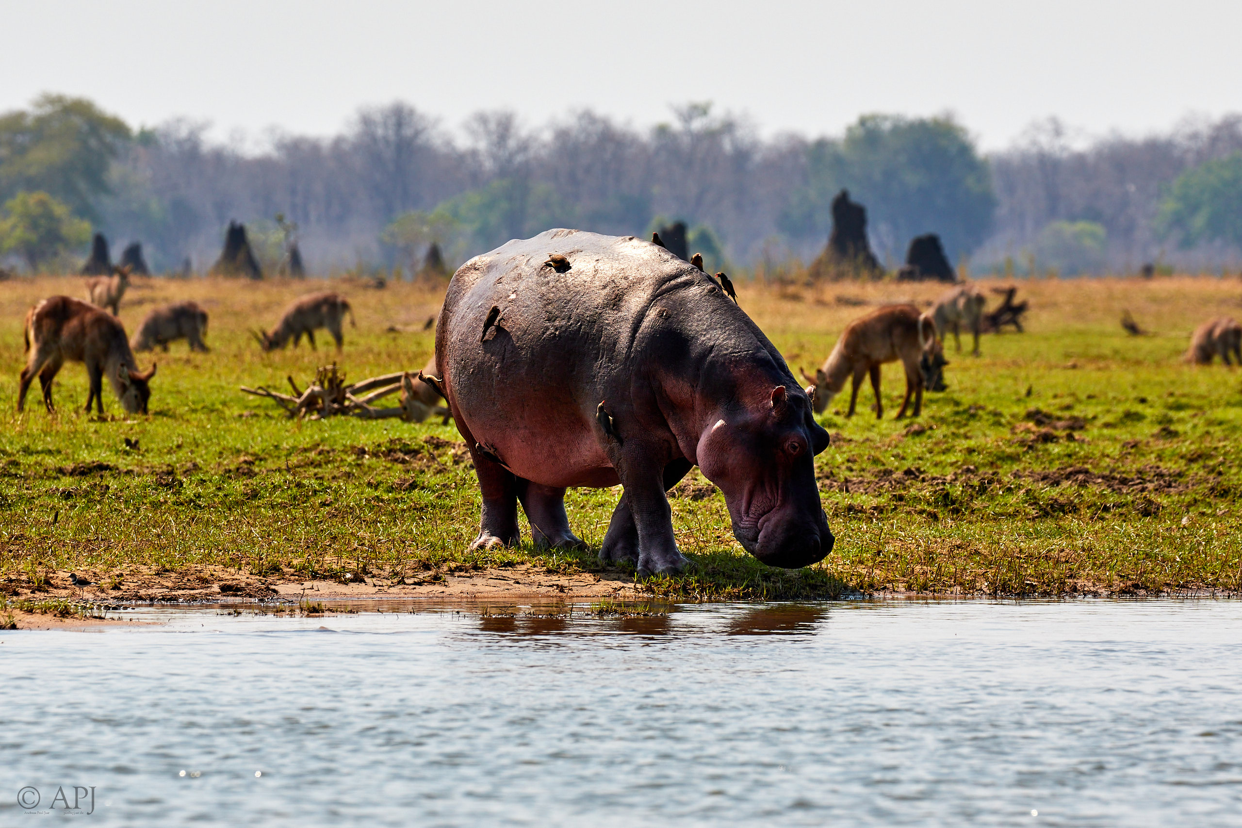 00456 APJ Sambia Malawi 2018 03603