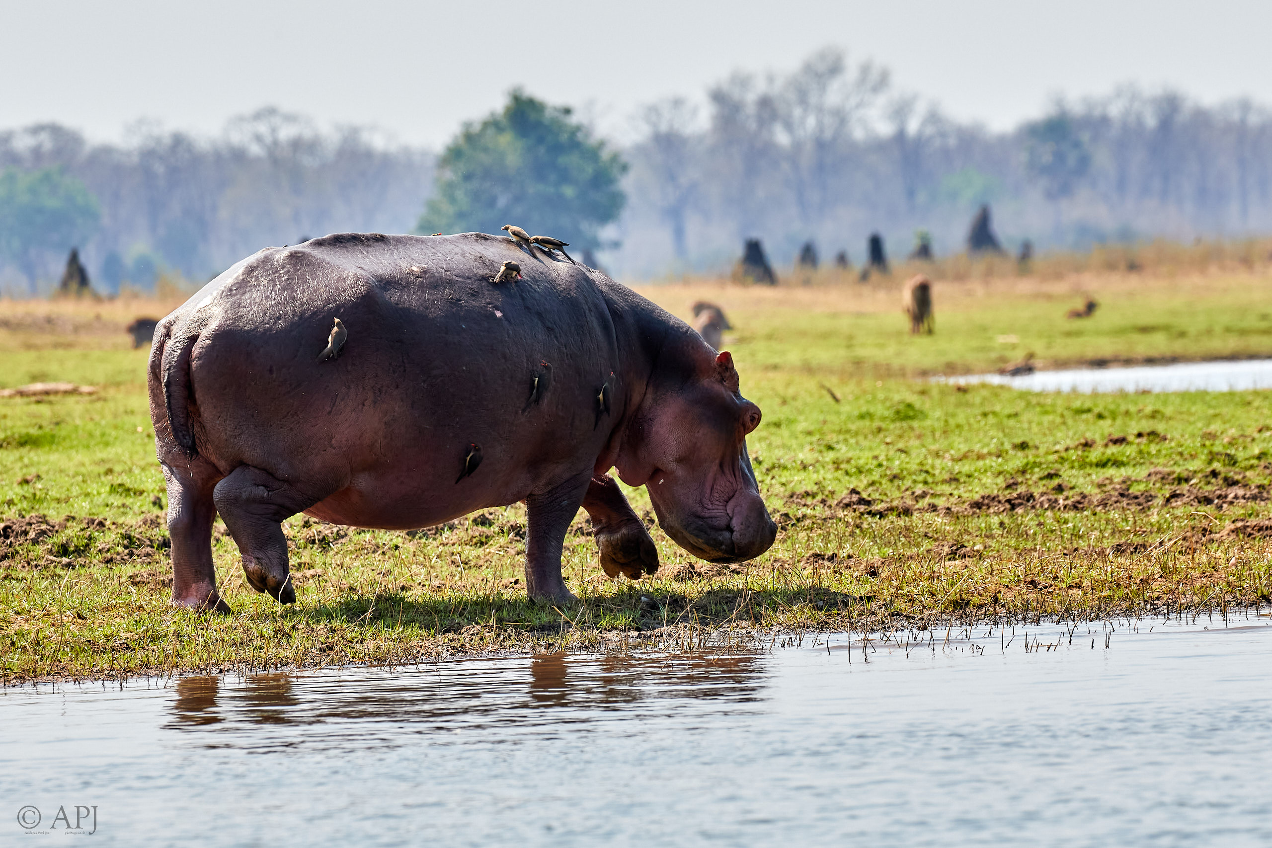 00457 APJ Sambia Malawi 2018 03609