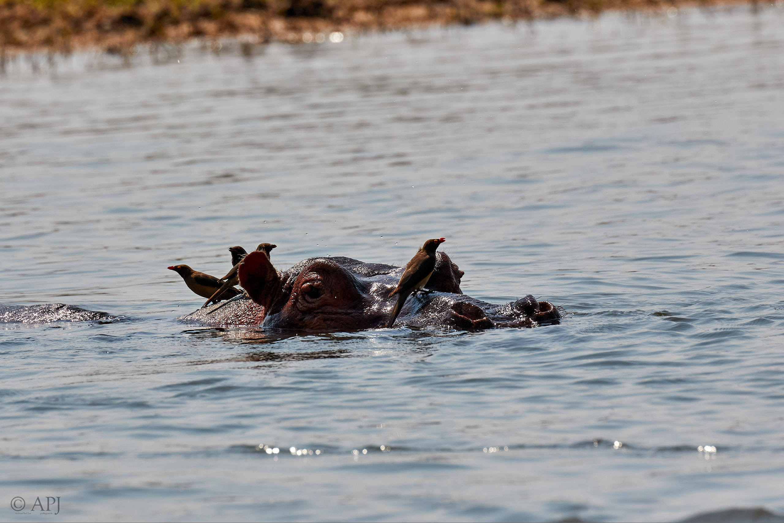 00459 APJ Sambia Malawi 2018 03640