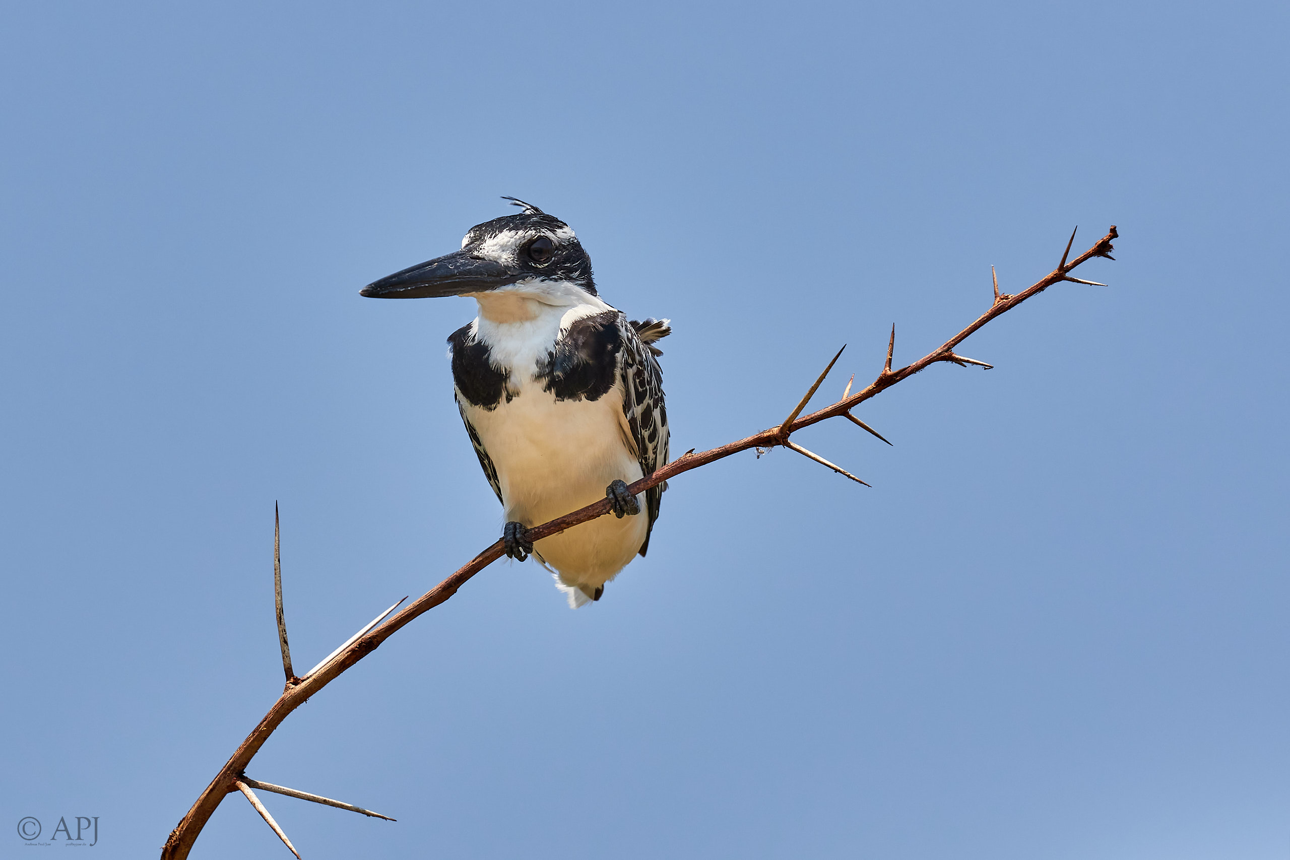 00463 APJ Sambia Malawi 2018 03723