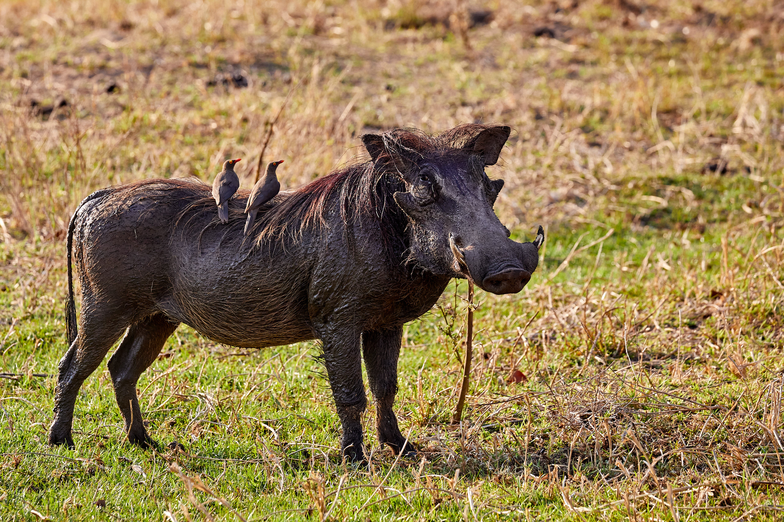 00474 APJ Sambia Malawi 2018 03873