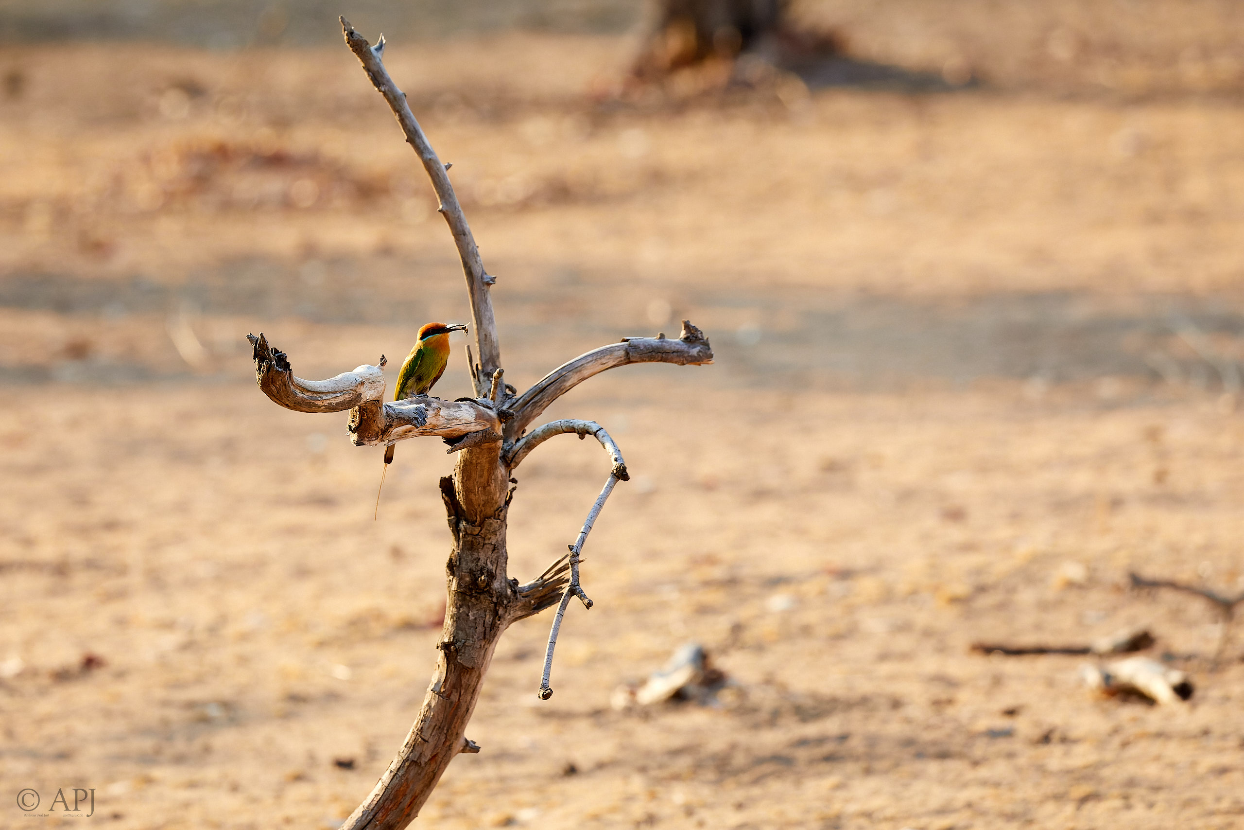 00478 APJ Sambia Malawi 2018 03905 D