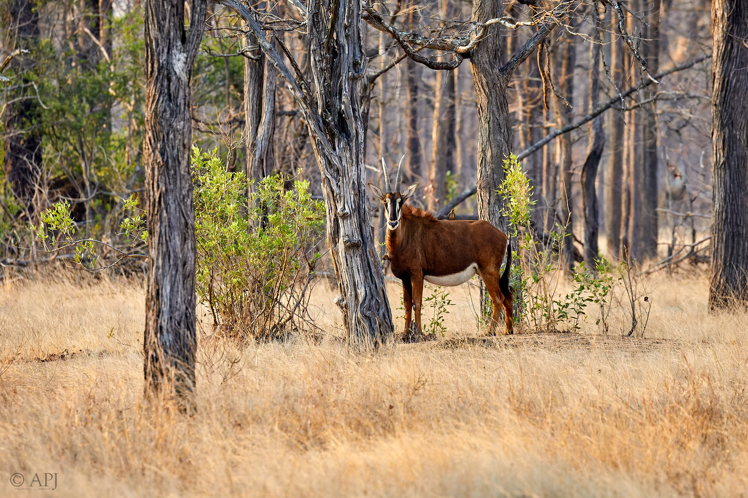 00479 APJ Sambia Malawi 2018 03908 D