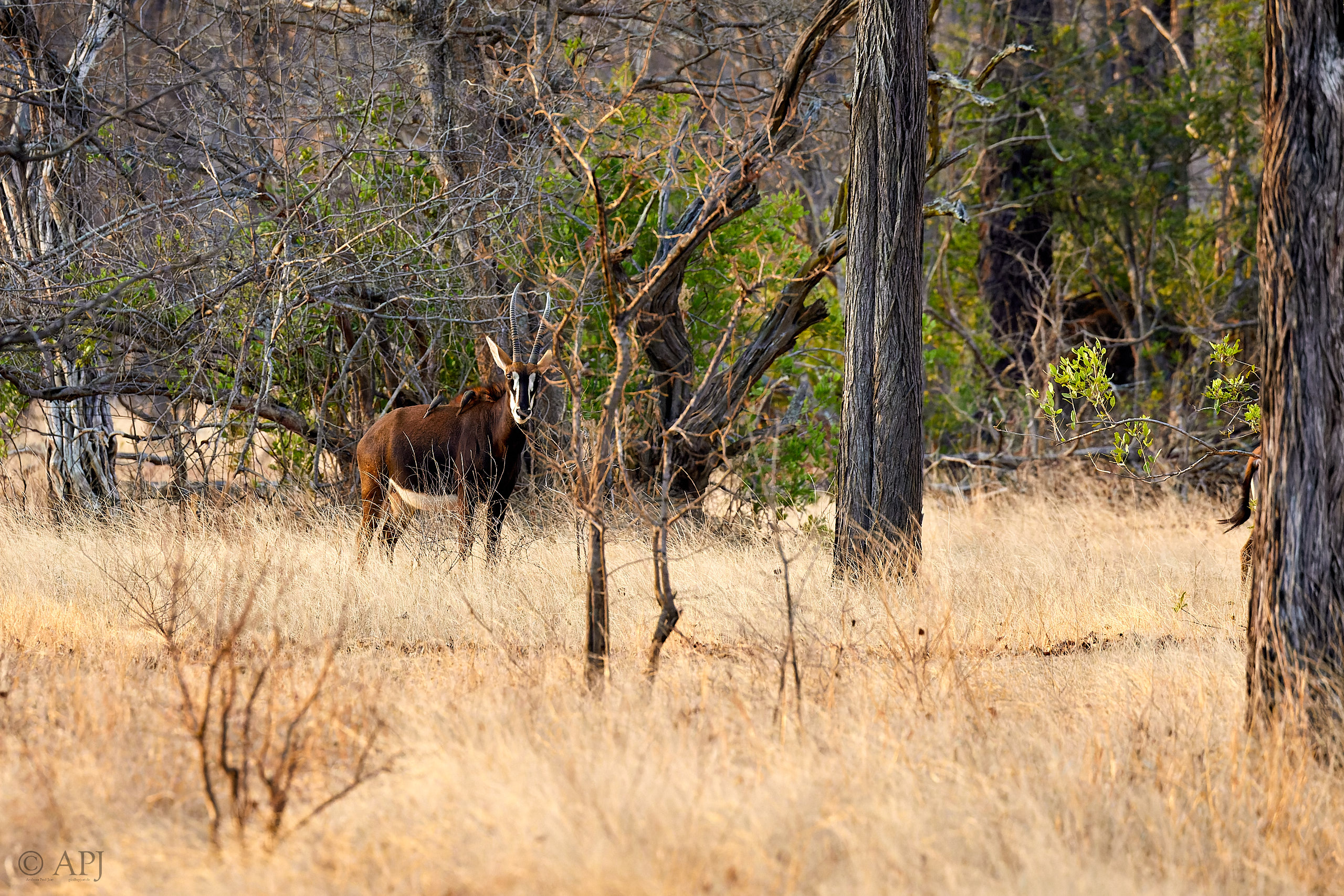 00480 APJ Sambia Malawi 2018 03915 D