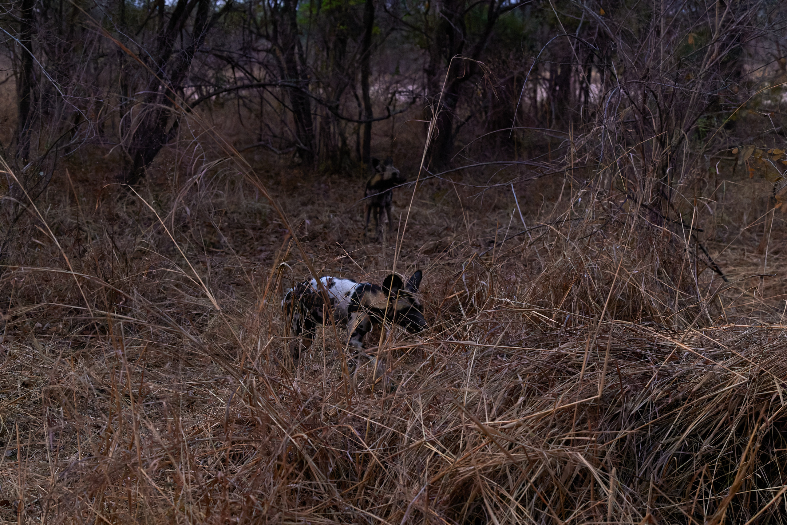 00151 APJ  59A8983 CR3D