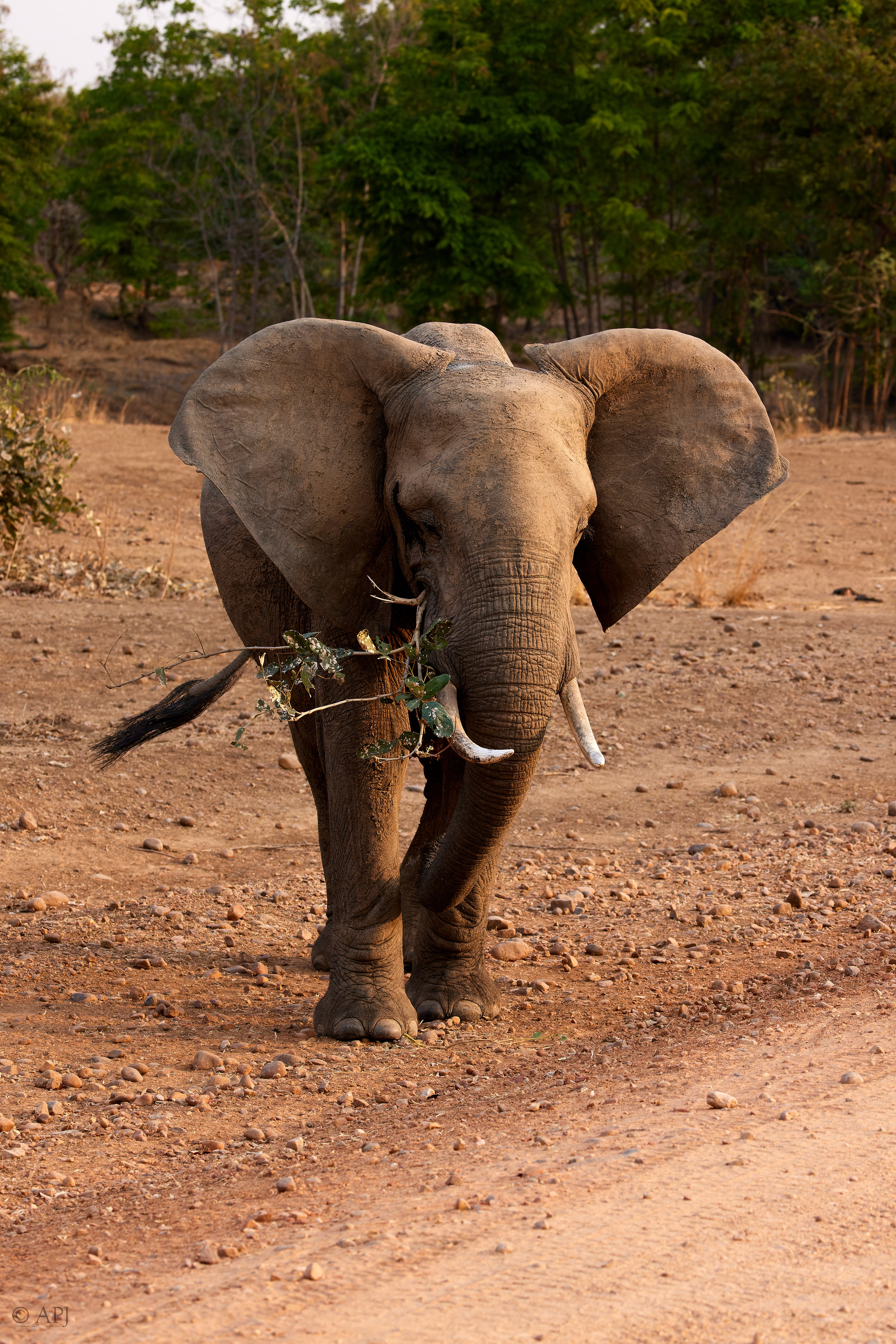 00166 APJ  A7A7551 CR3D