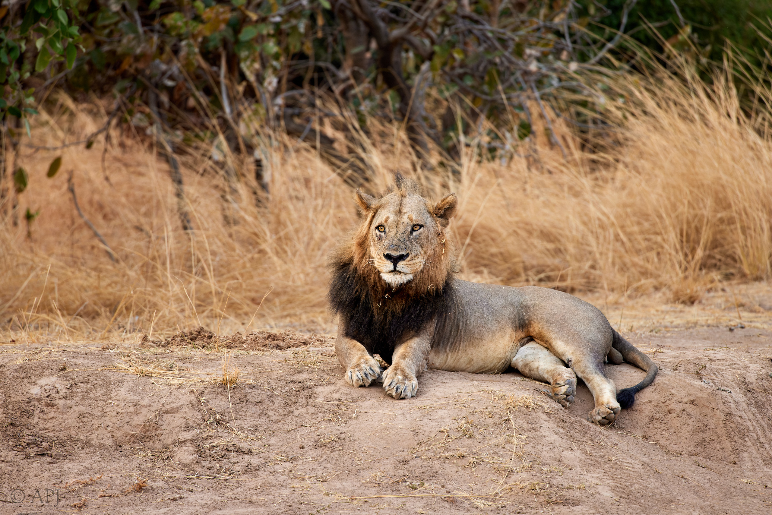 00171 APJ  A7A7608 CR3D