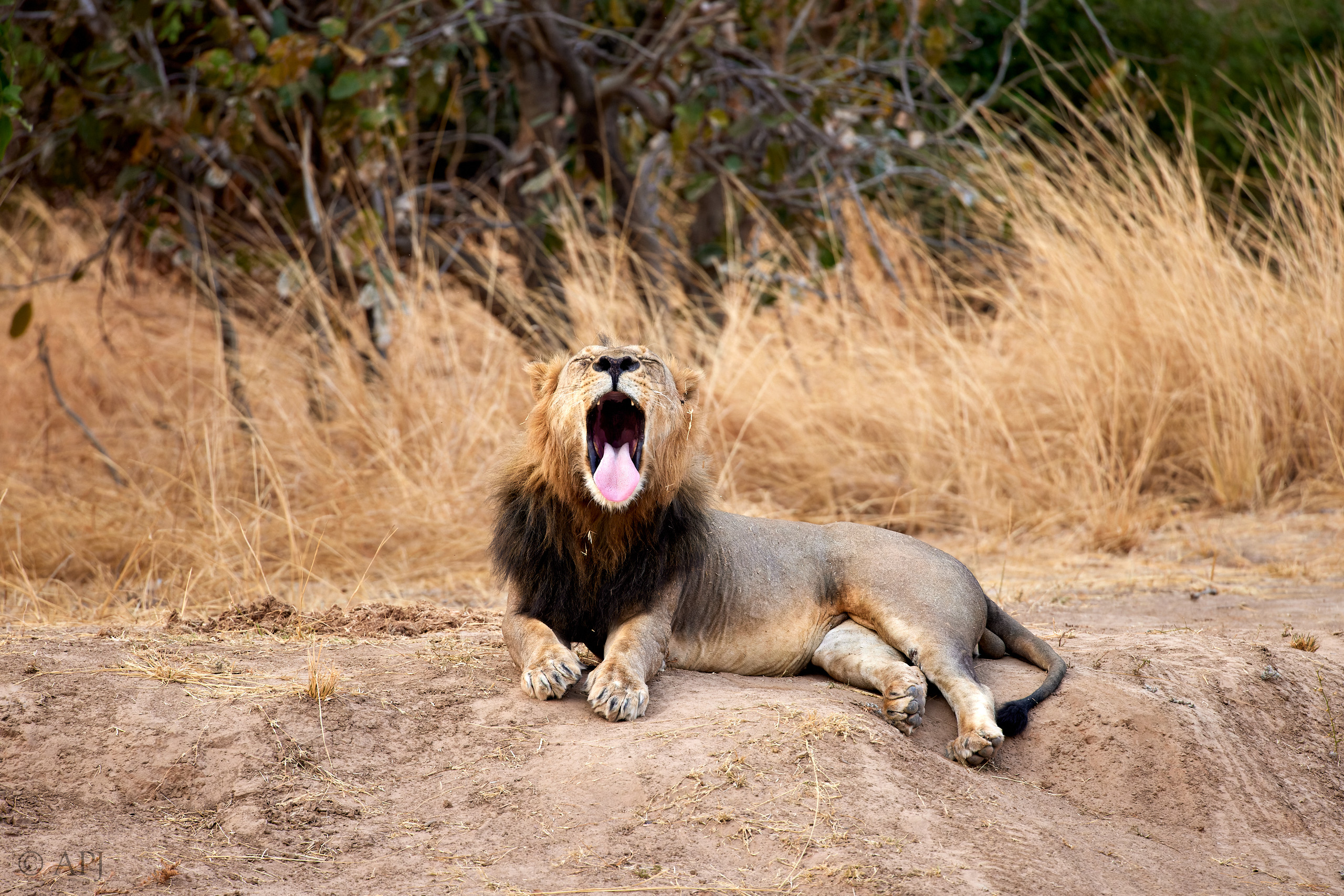 00172 APJ  A7A7625 CR3D