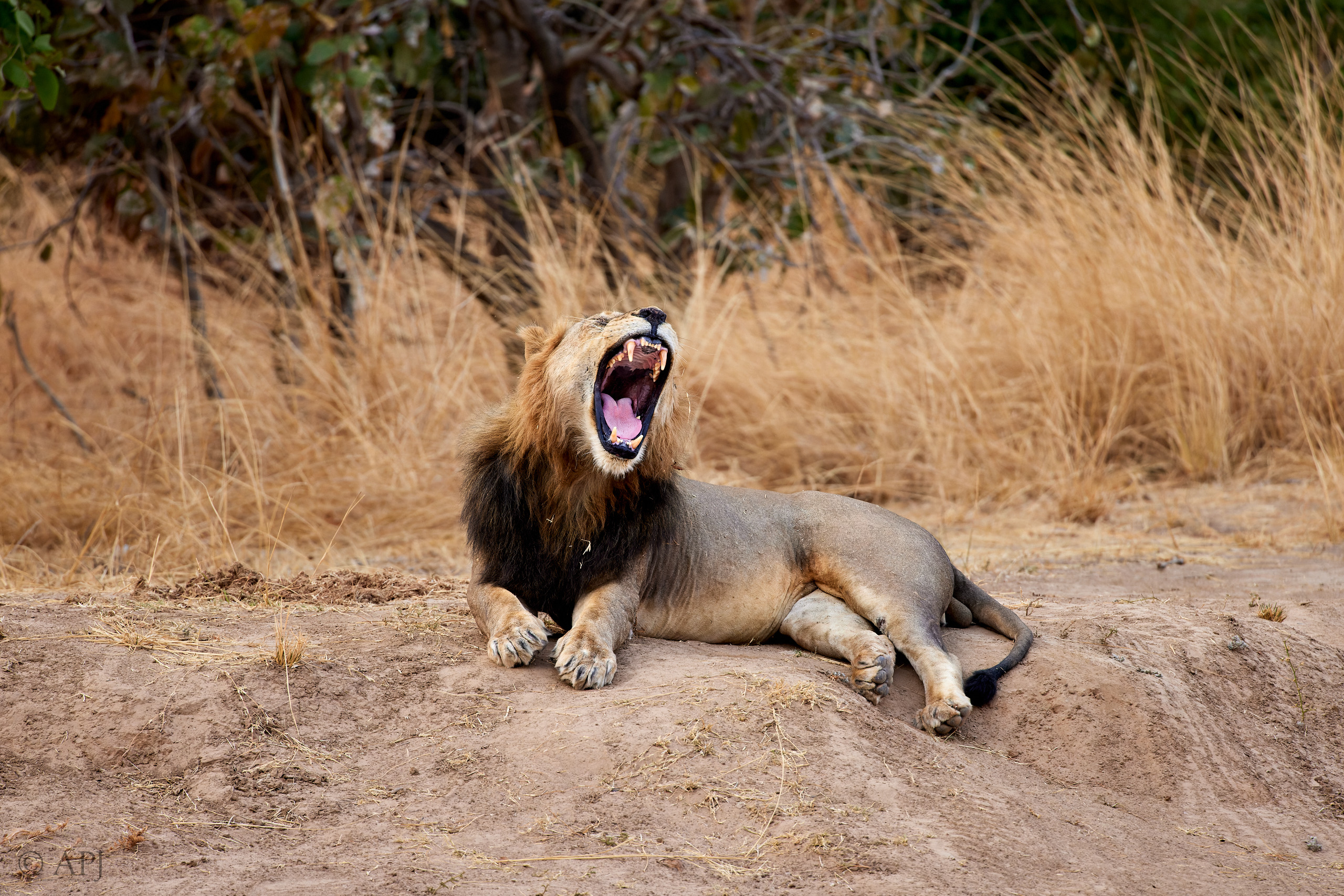 00173 APJ  A7A7661 CR3D