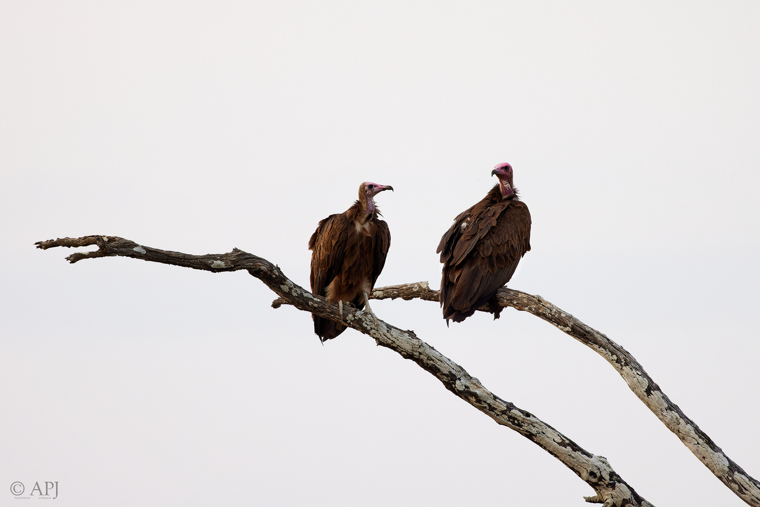 00175 APJ  A7A7680 CR3D