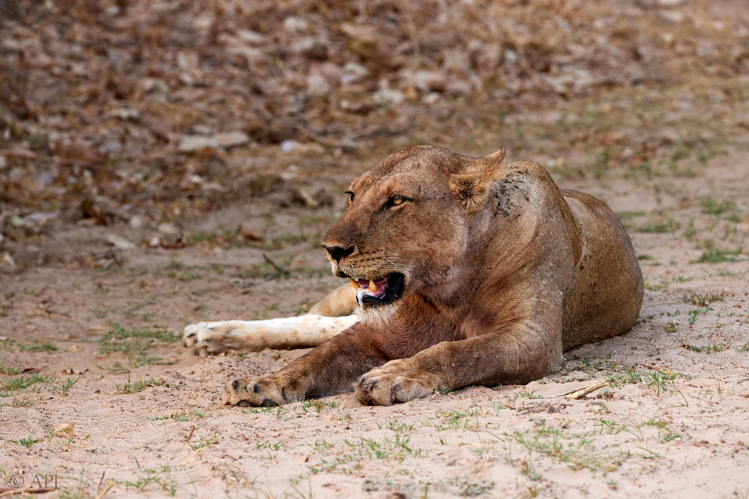 00176 APJ  A7A7702 CR3D