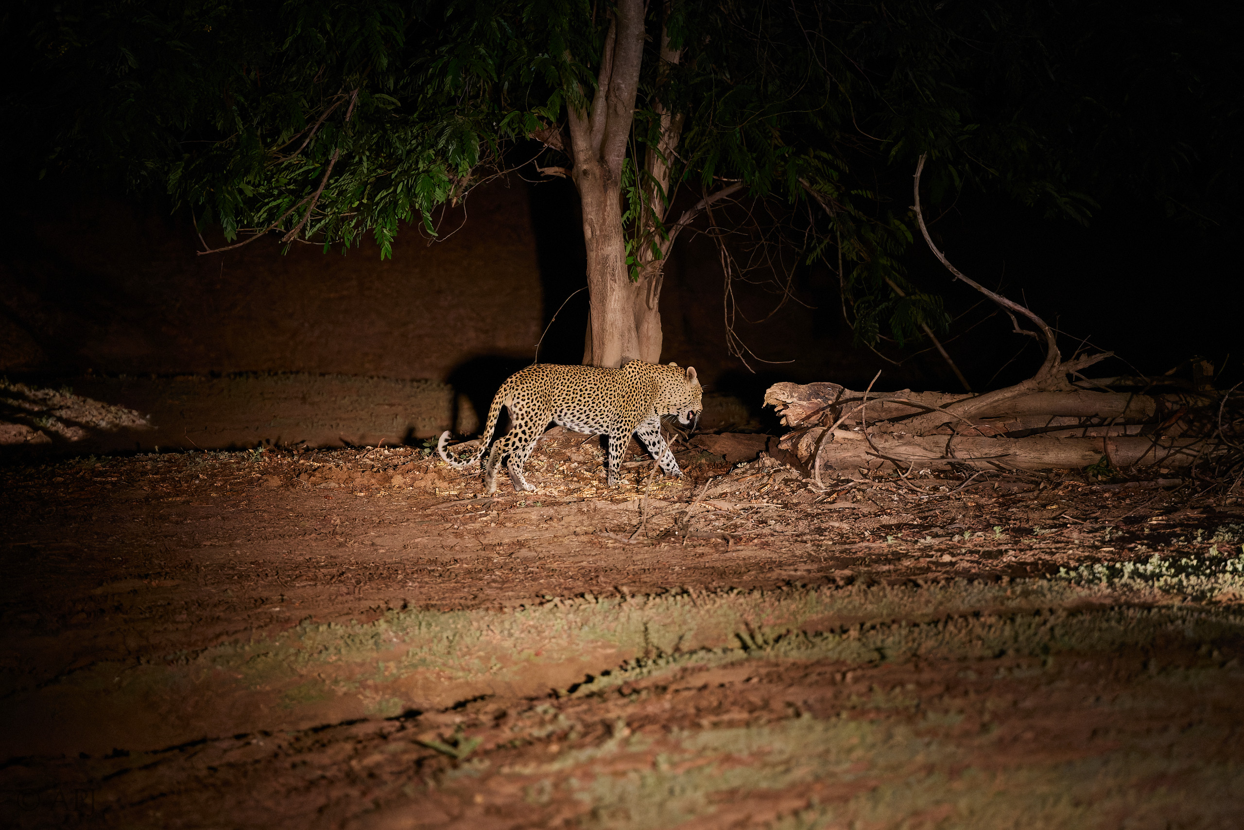 00180 APJ  A7A7718 CR3D