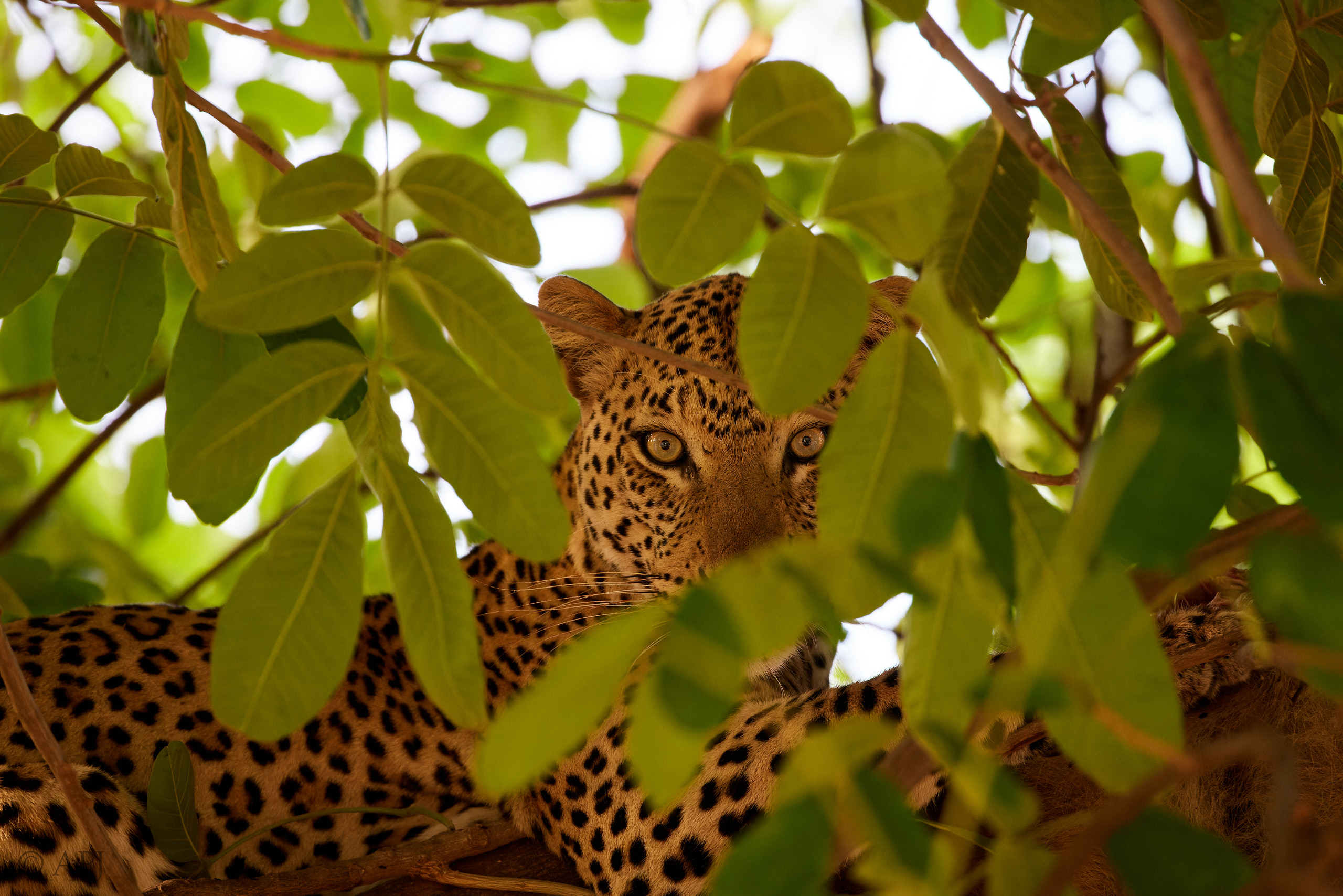 00188 APJ  A7A7784 CR3D