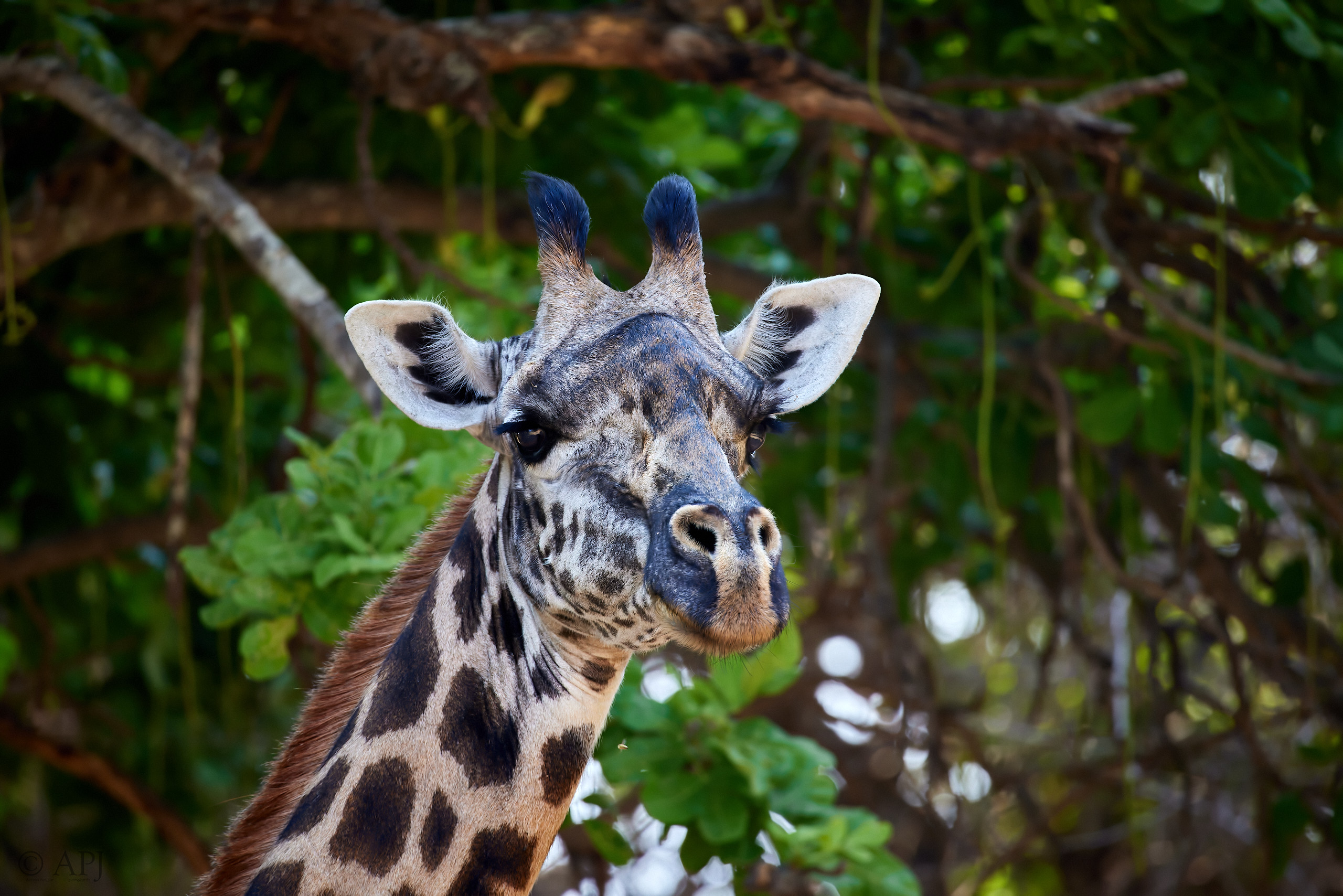 00207 APJ  A7A8092 CR3D