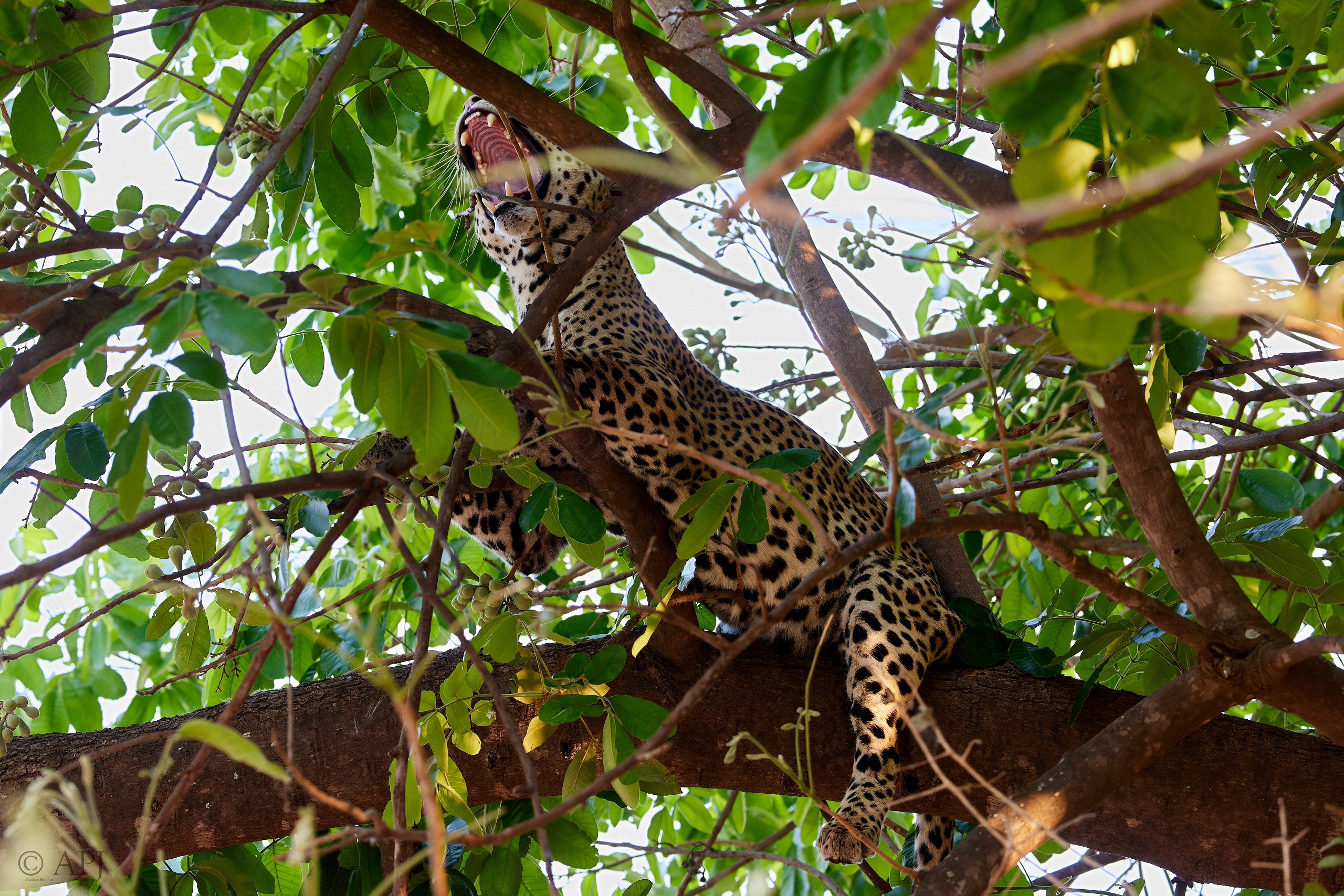 00261 APJ  A7A8965 CR3D