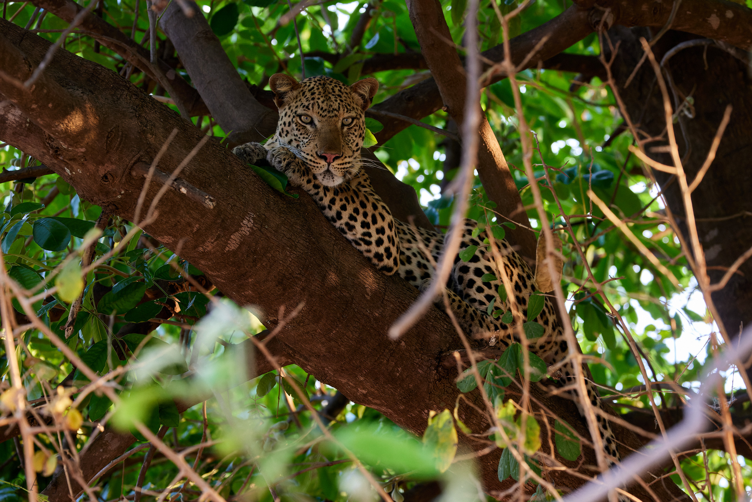 00263 APJ  A7A9002 CR3D