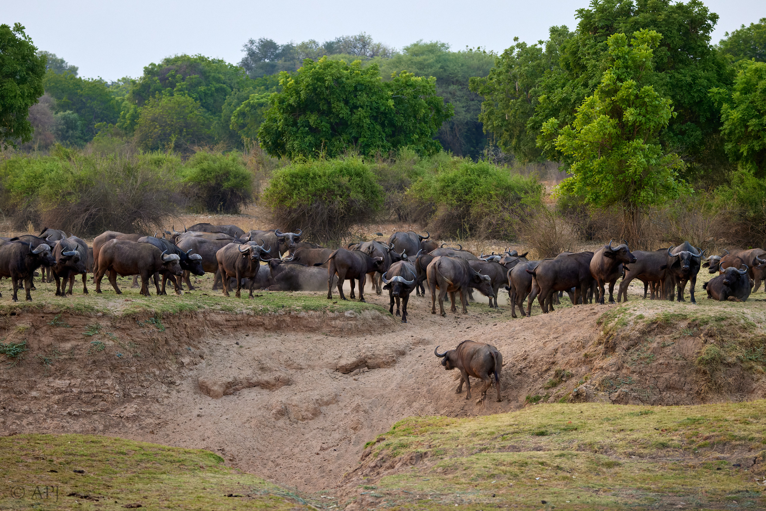 00271 APJ  A7A9160 CR3D