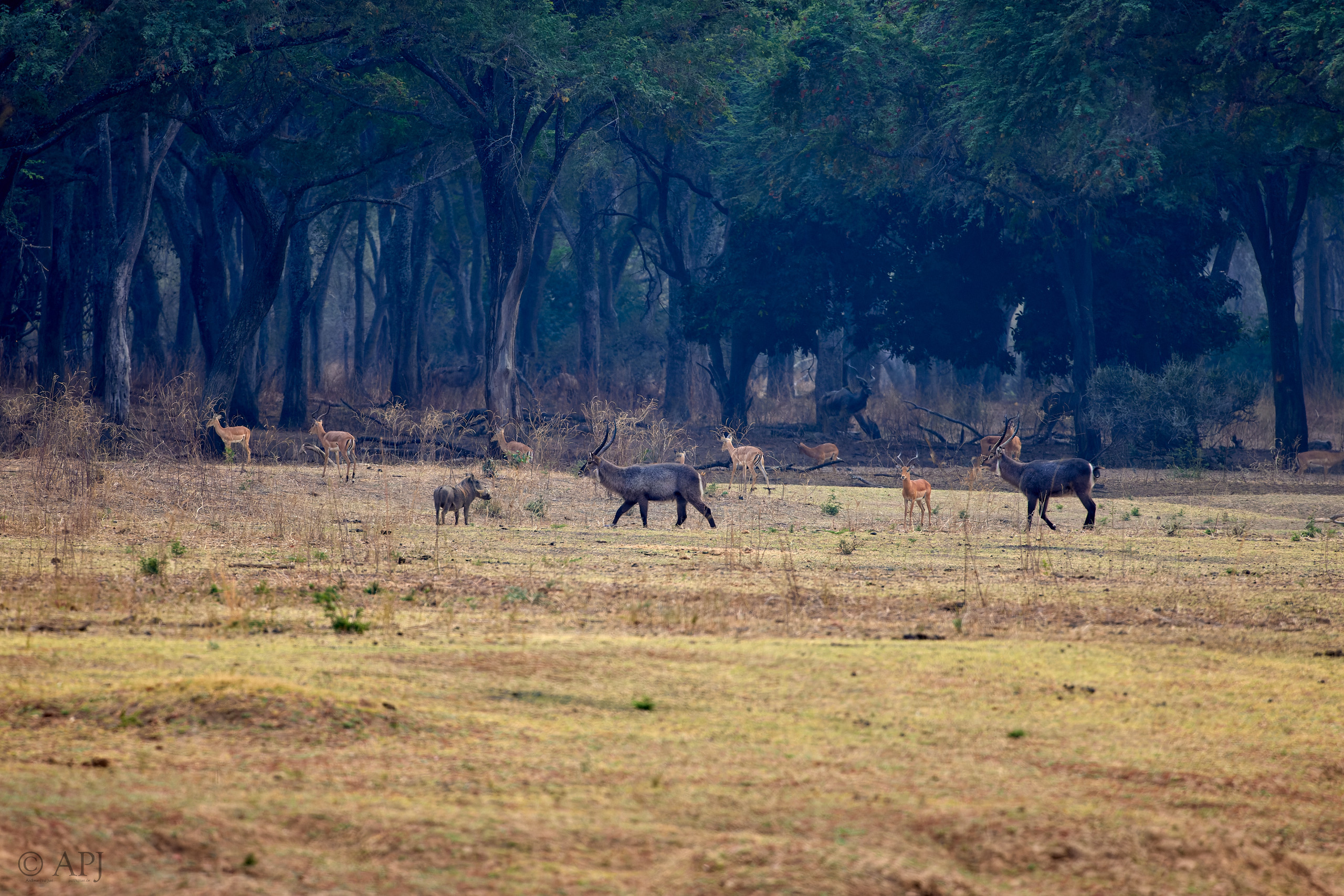 00326 APJ  A7A9558 CR3D