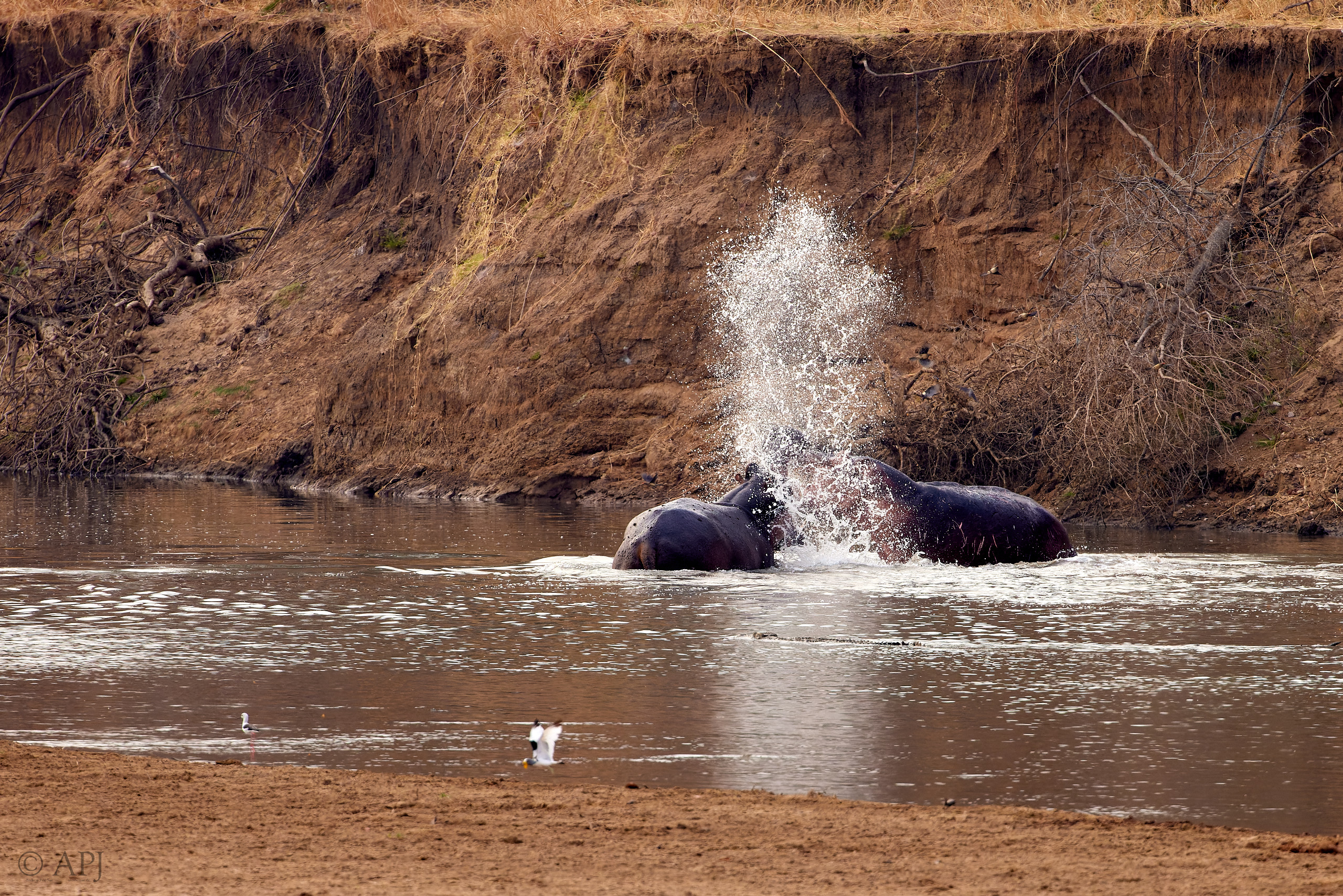 00328 APJ  A7A9580 CR3D