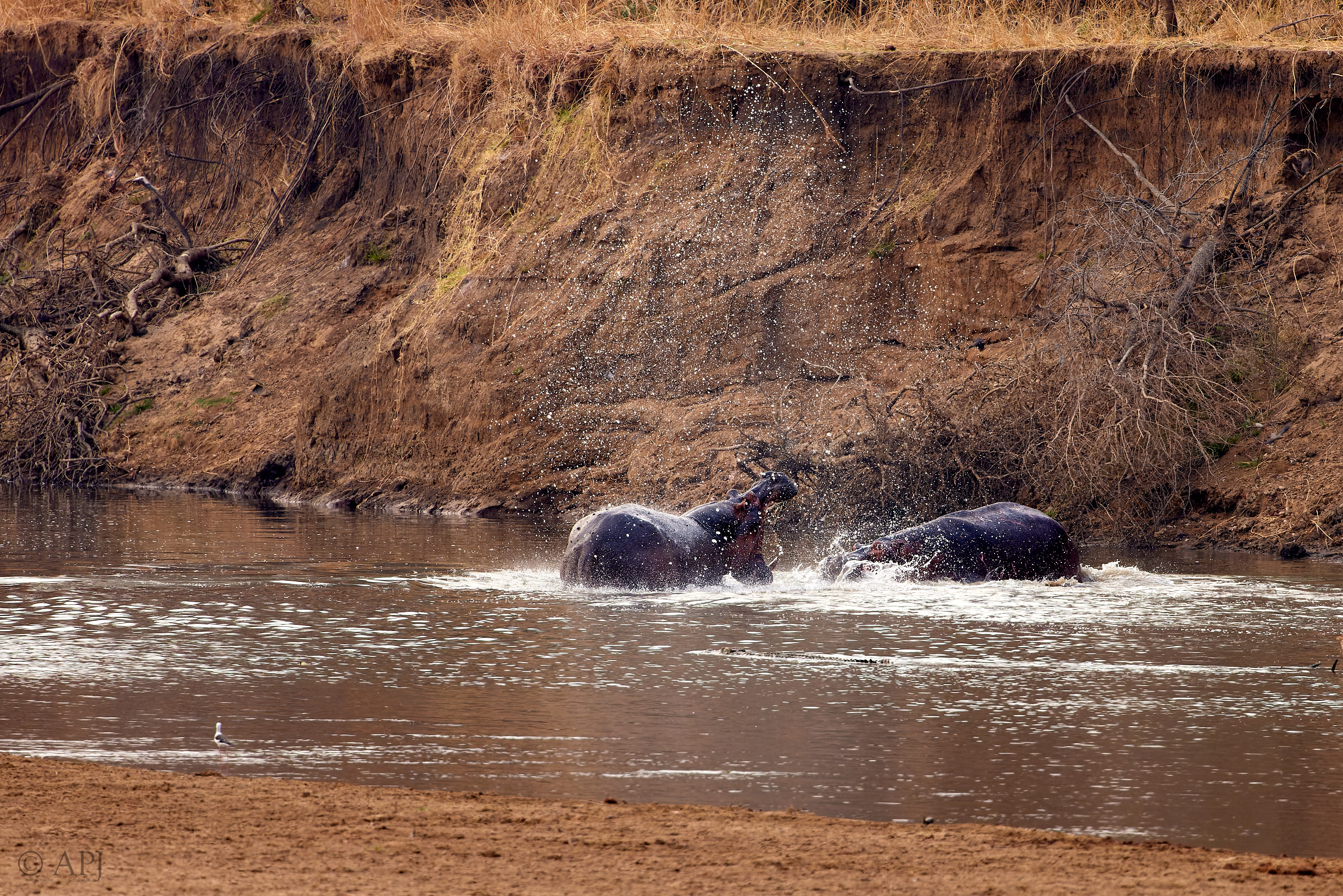 00329 APJ  A7A9584 CR3D