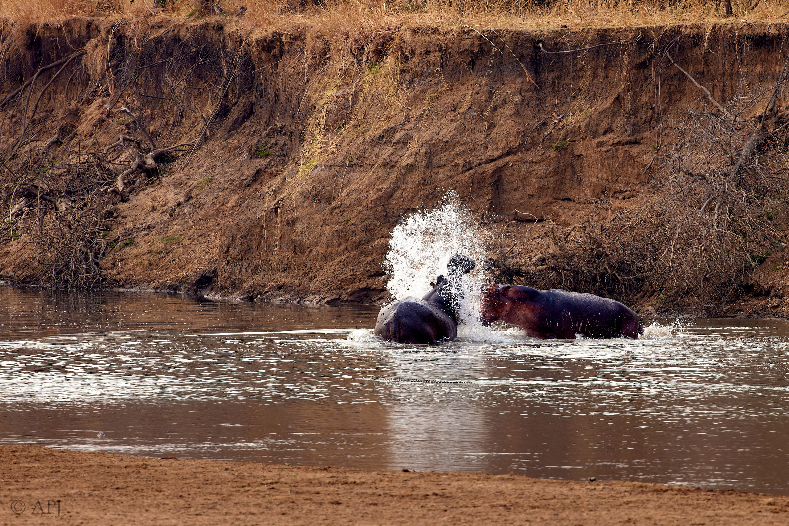 00330 APJ  A7A9587 CR3D