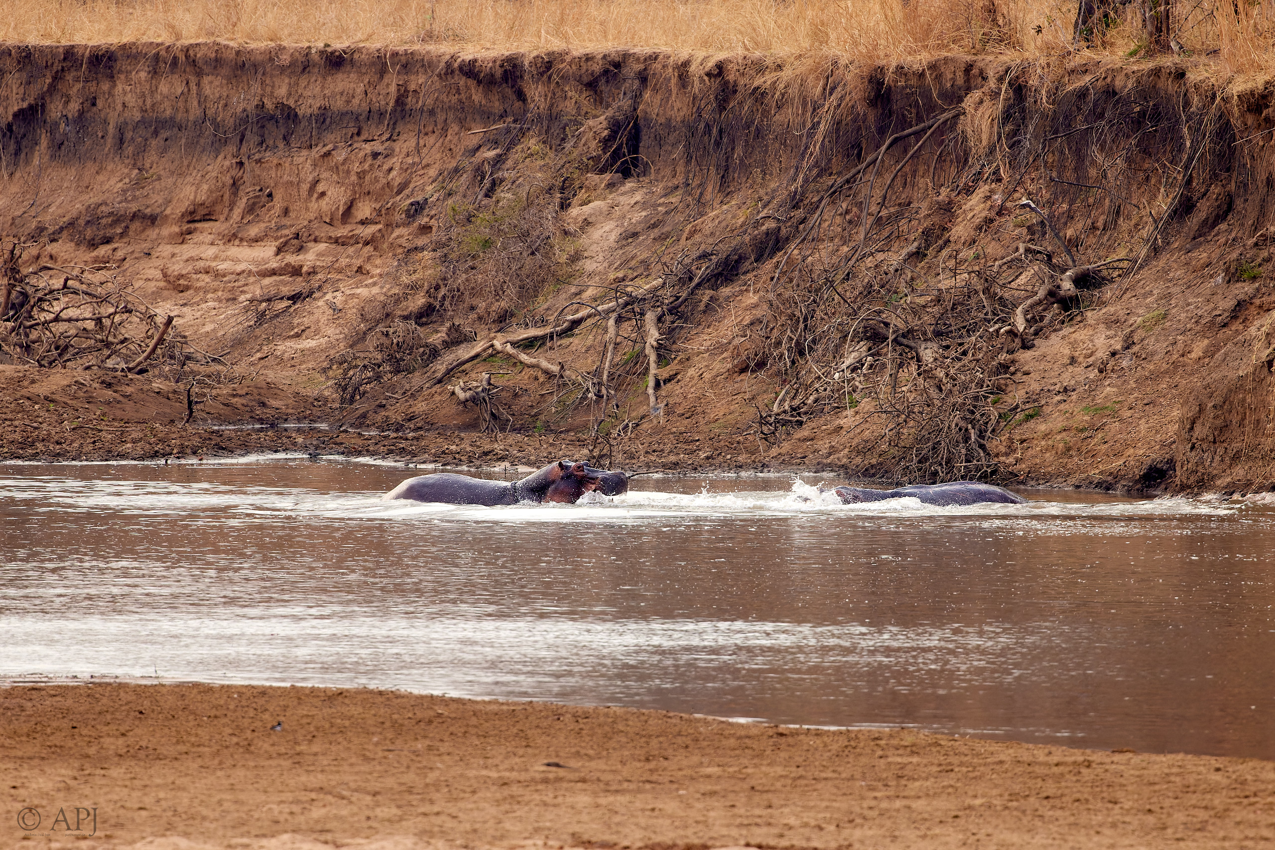 00331 APJ  A7A9641 CR3D