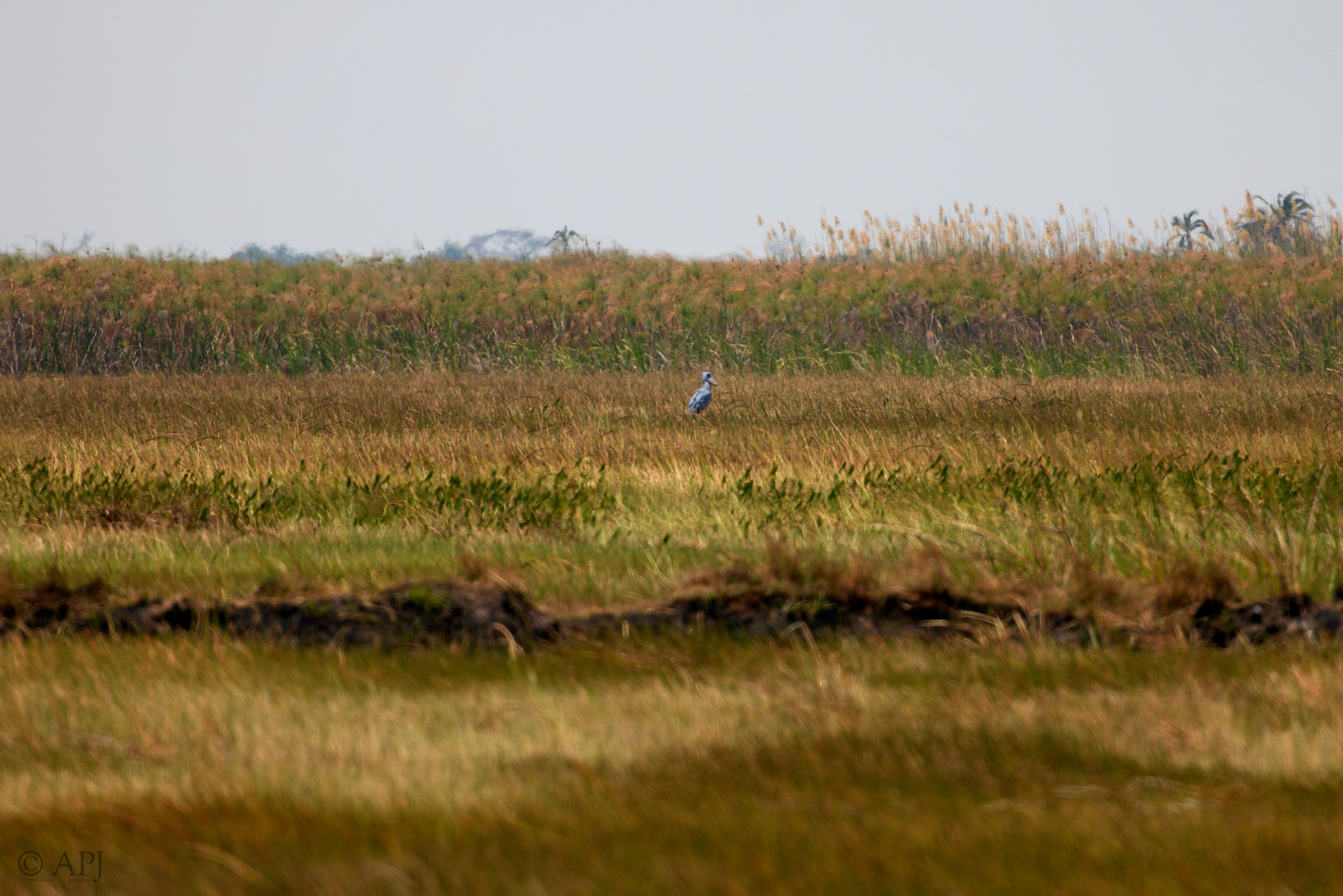 00387 APJ  A7A9748 CR3D