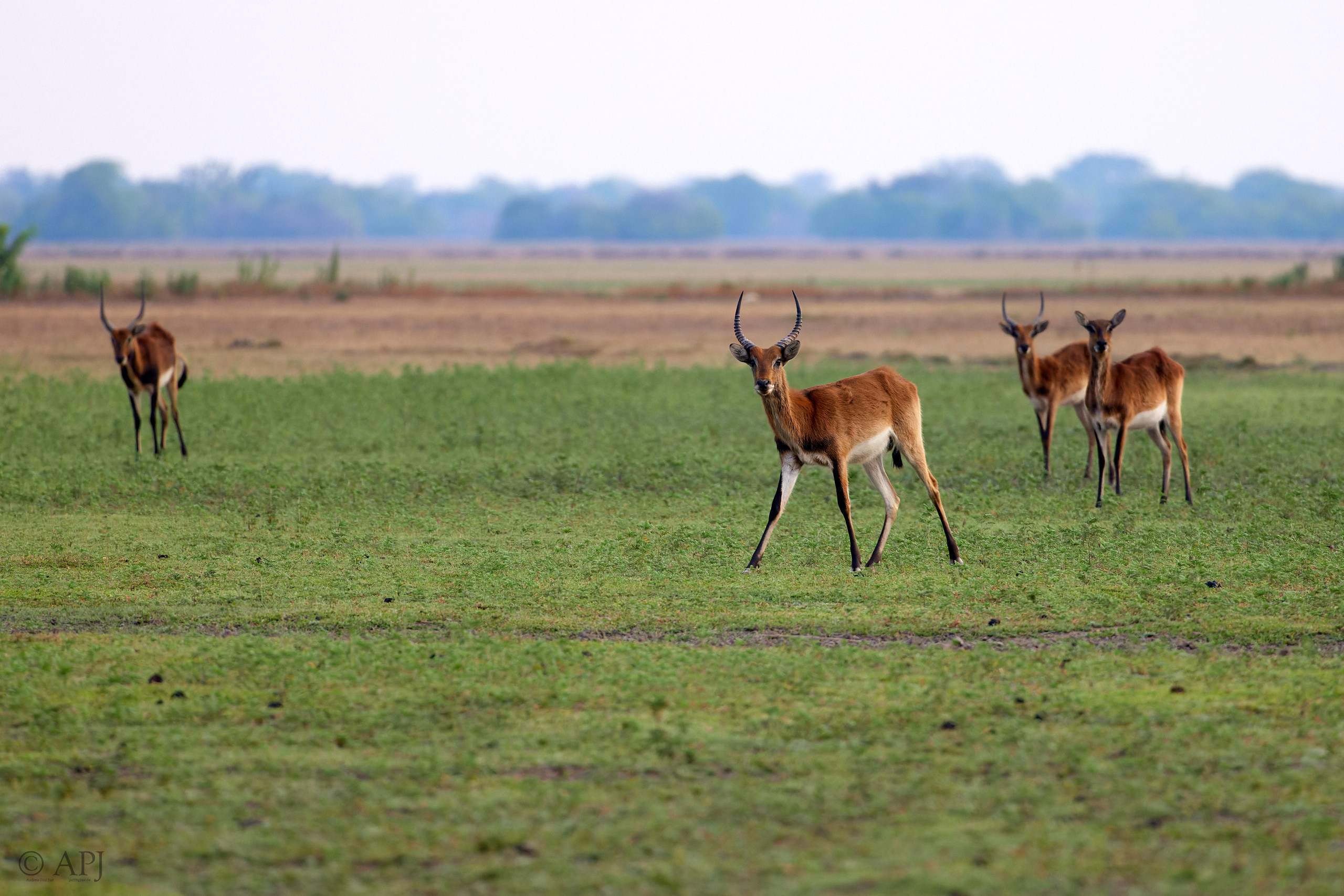 00389 APJ  A7A9839 CR3D