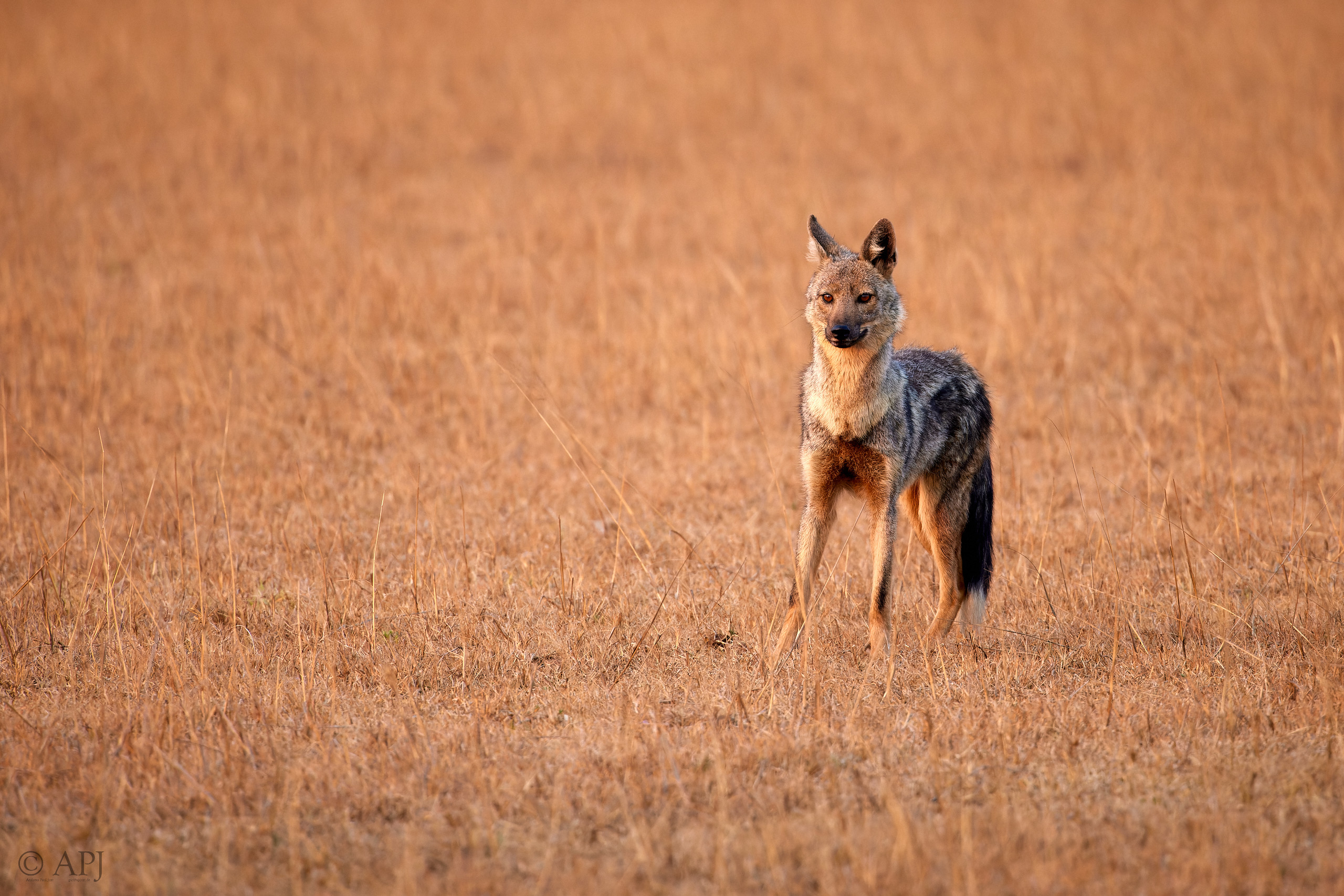 00393 APJ  A7A9916 CR3D