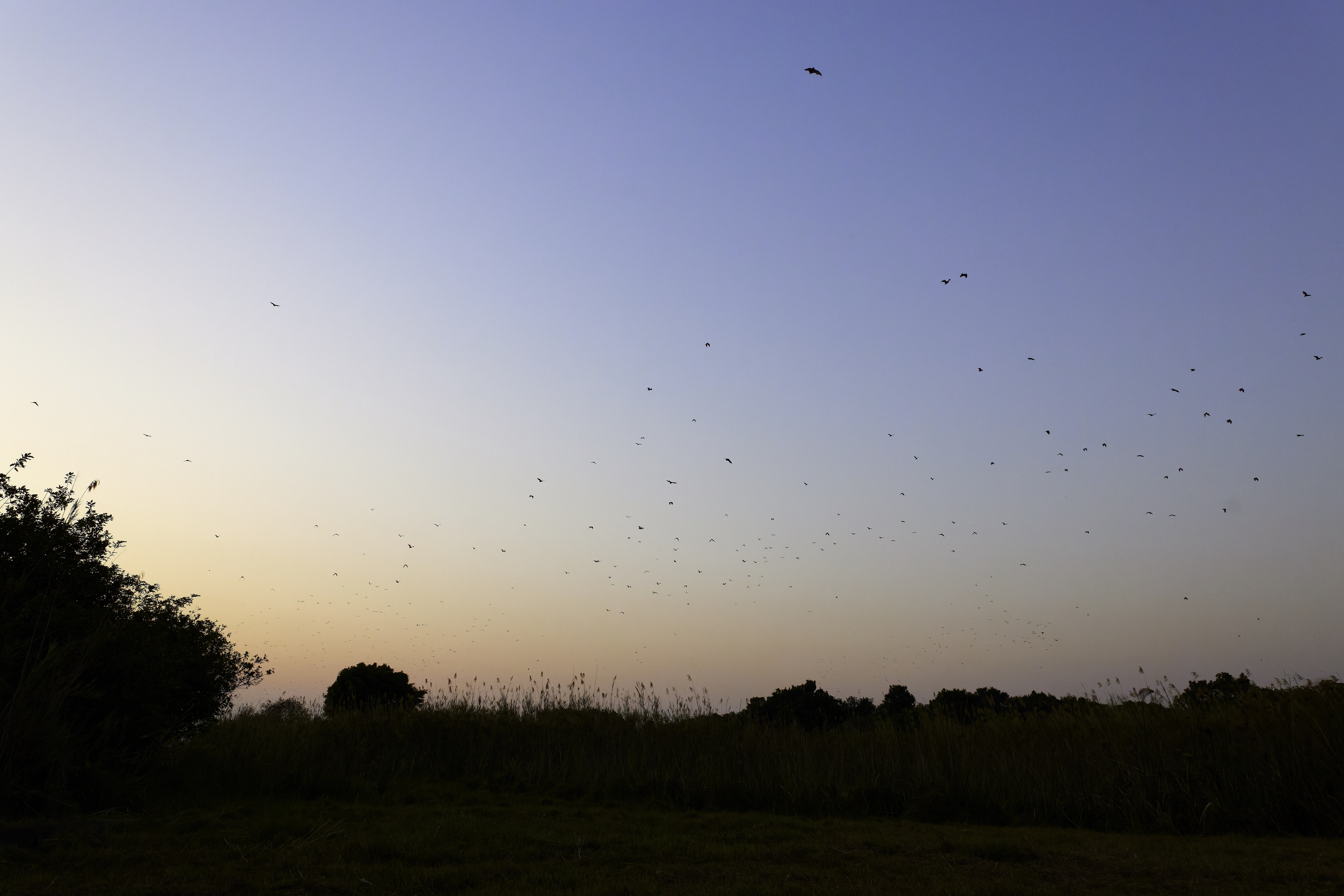 00419 APJ  59A9447 CR3D