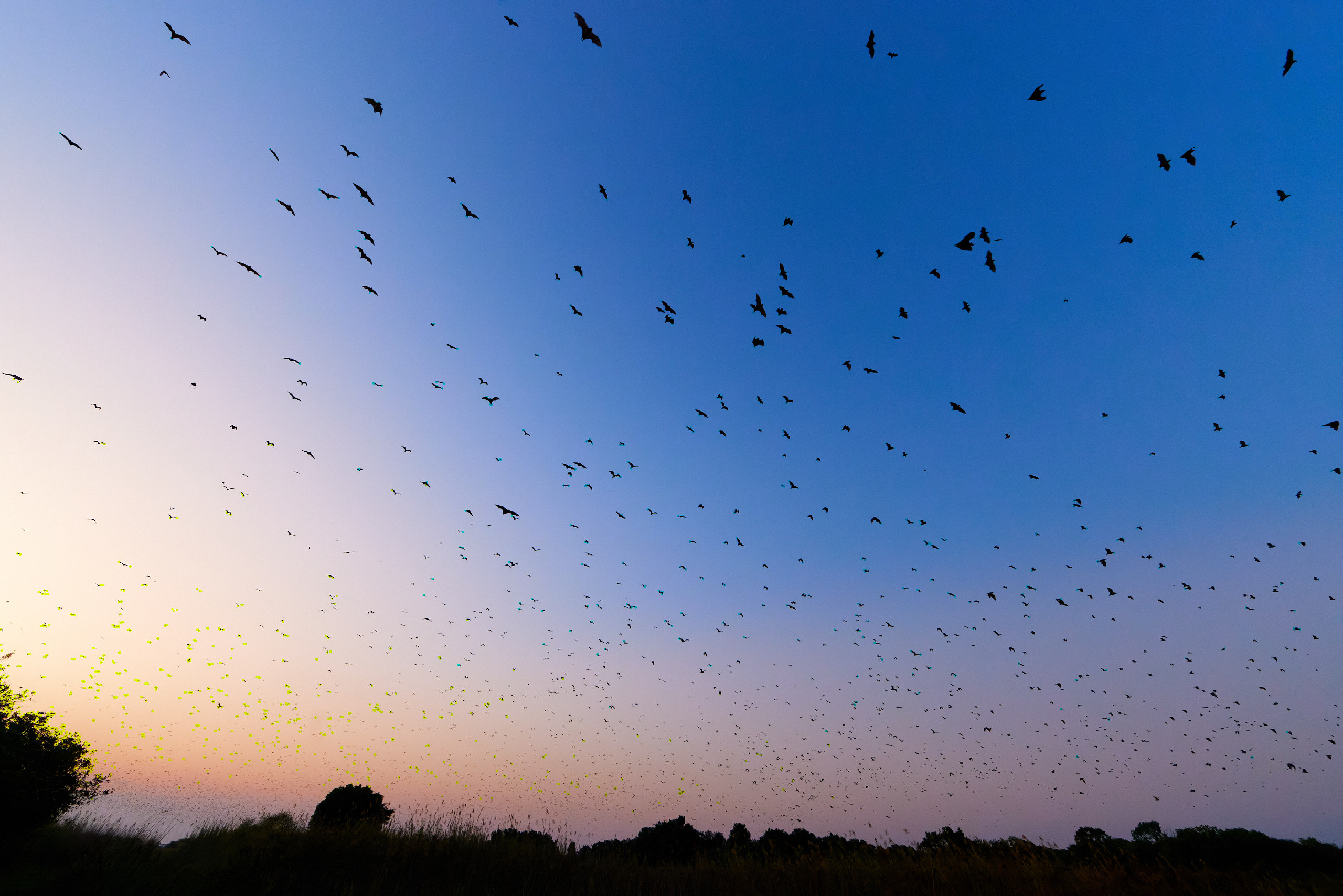 00424 APJ  59A9488 CR3D