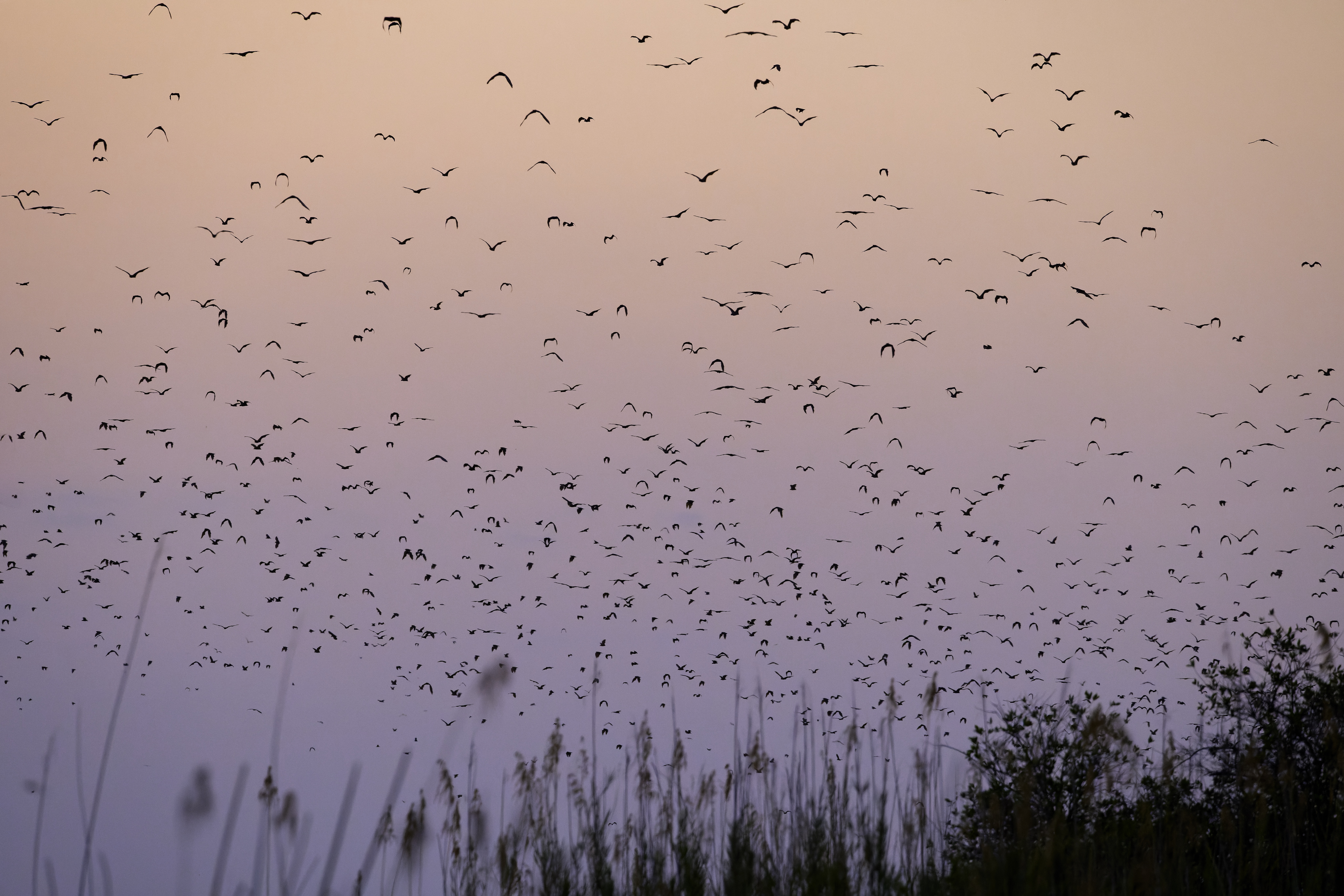 00428 APJ  A7A0182 CR3D