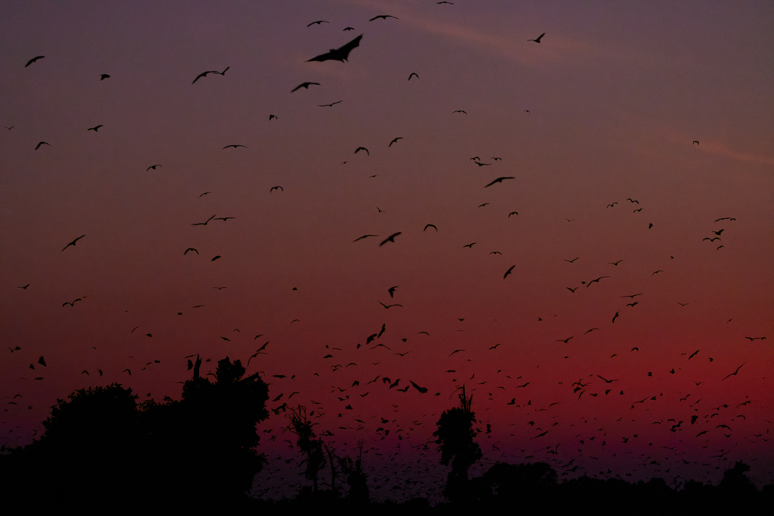 00435 APJ  A7A0456 CR3D