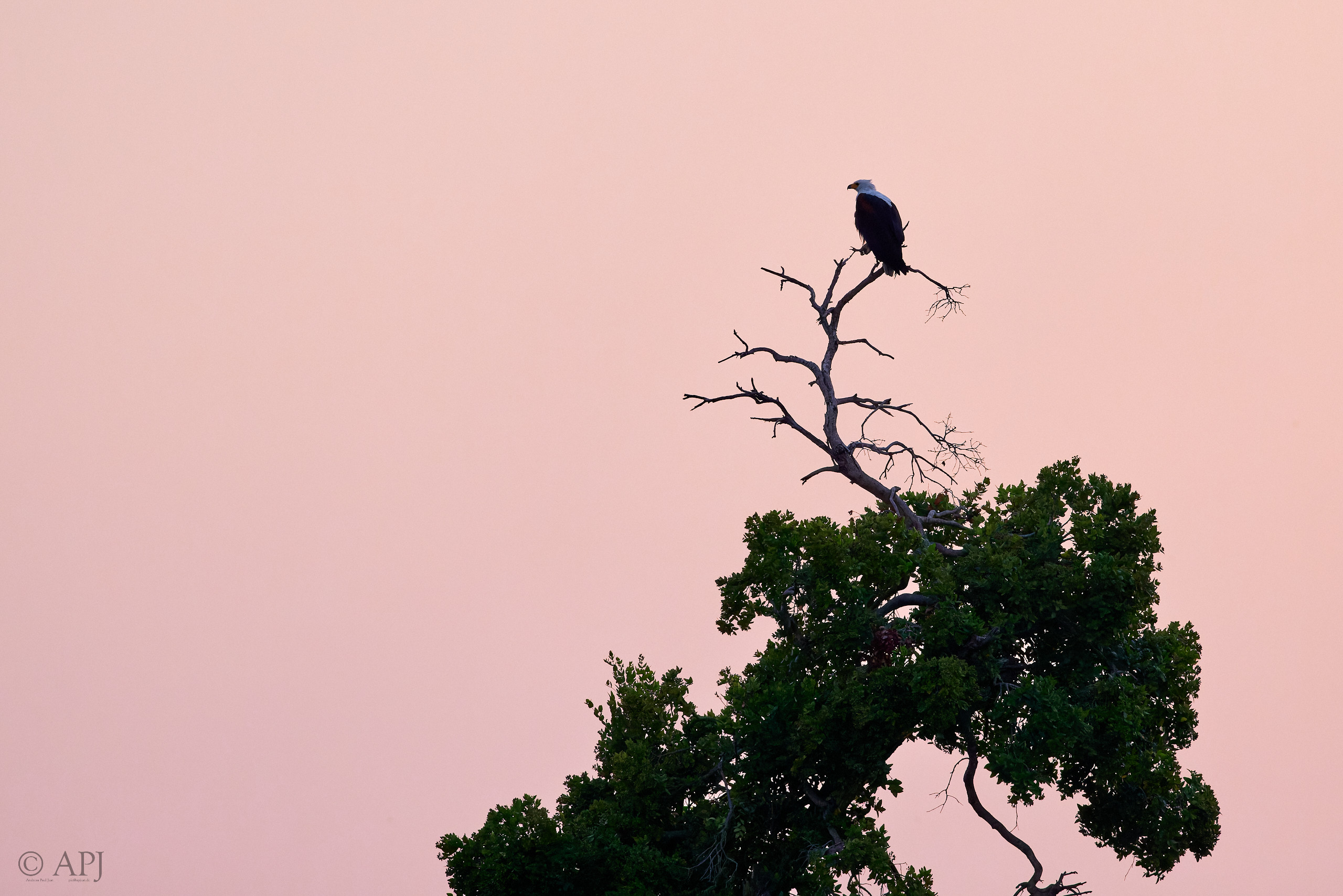 00442 APJ  A7A0625 CR3D