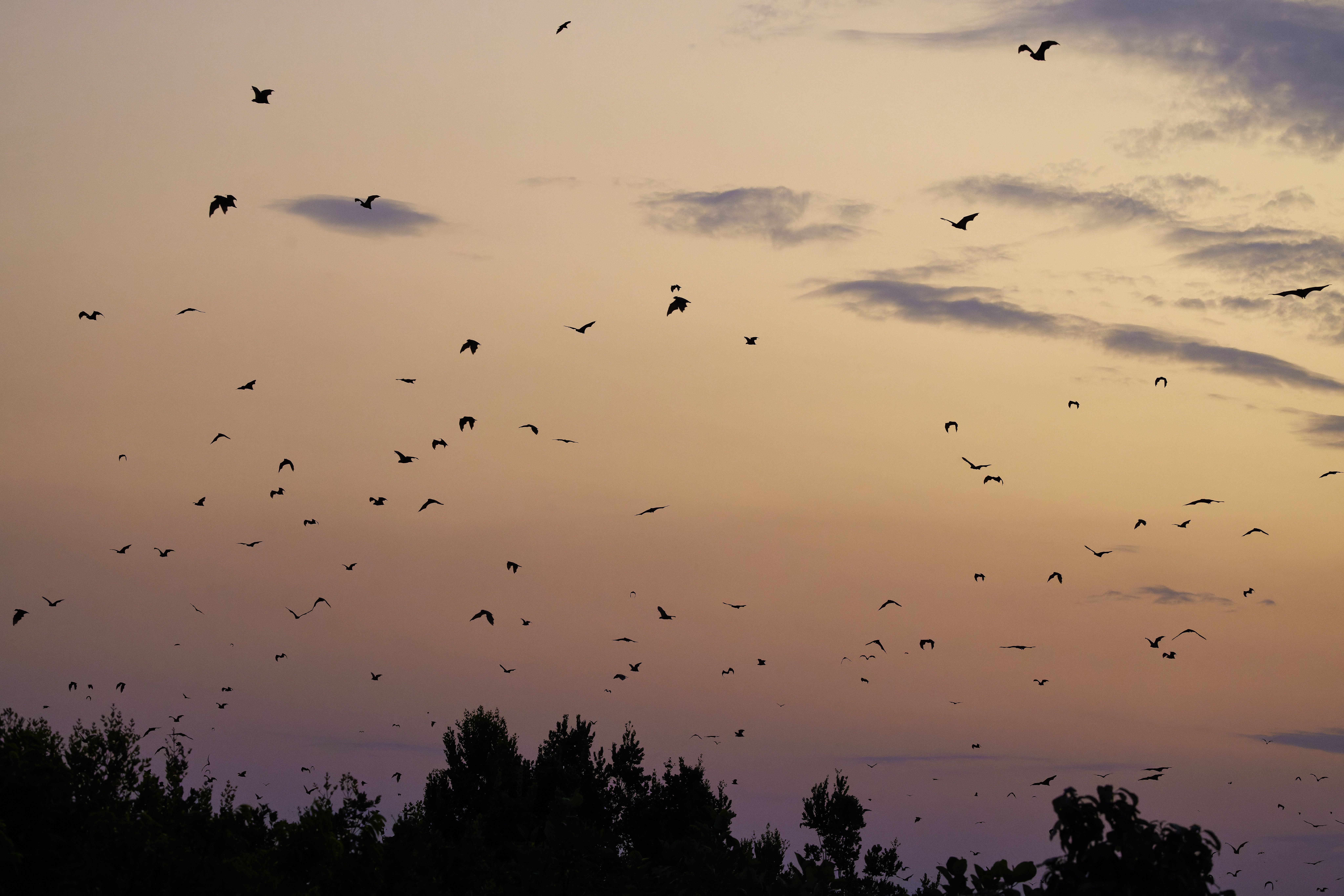 00470 APJ  A7A0998 CR3D