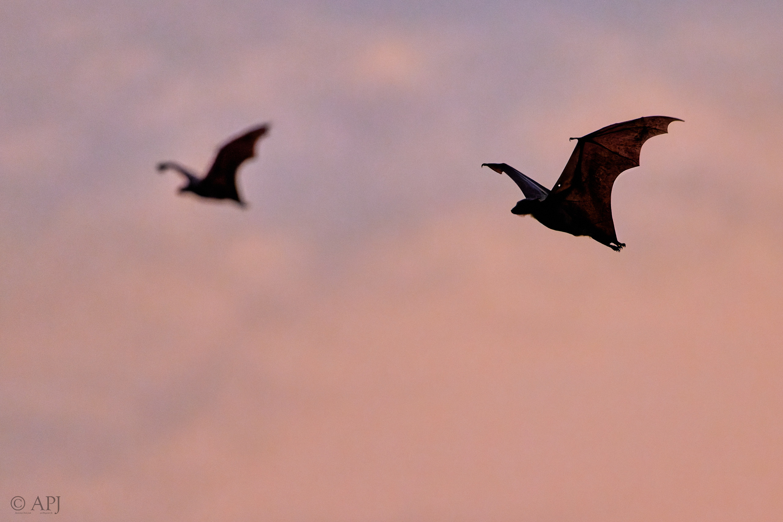 00472 APJ  A7A1058 CR3D