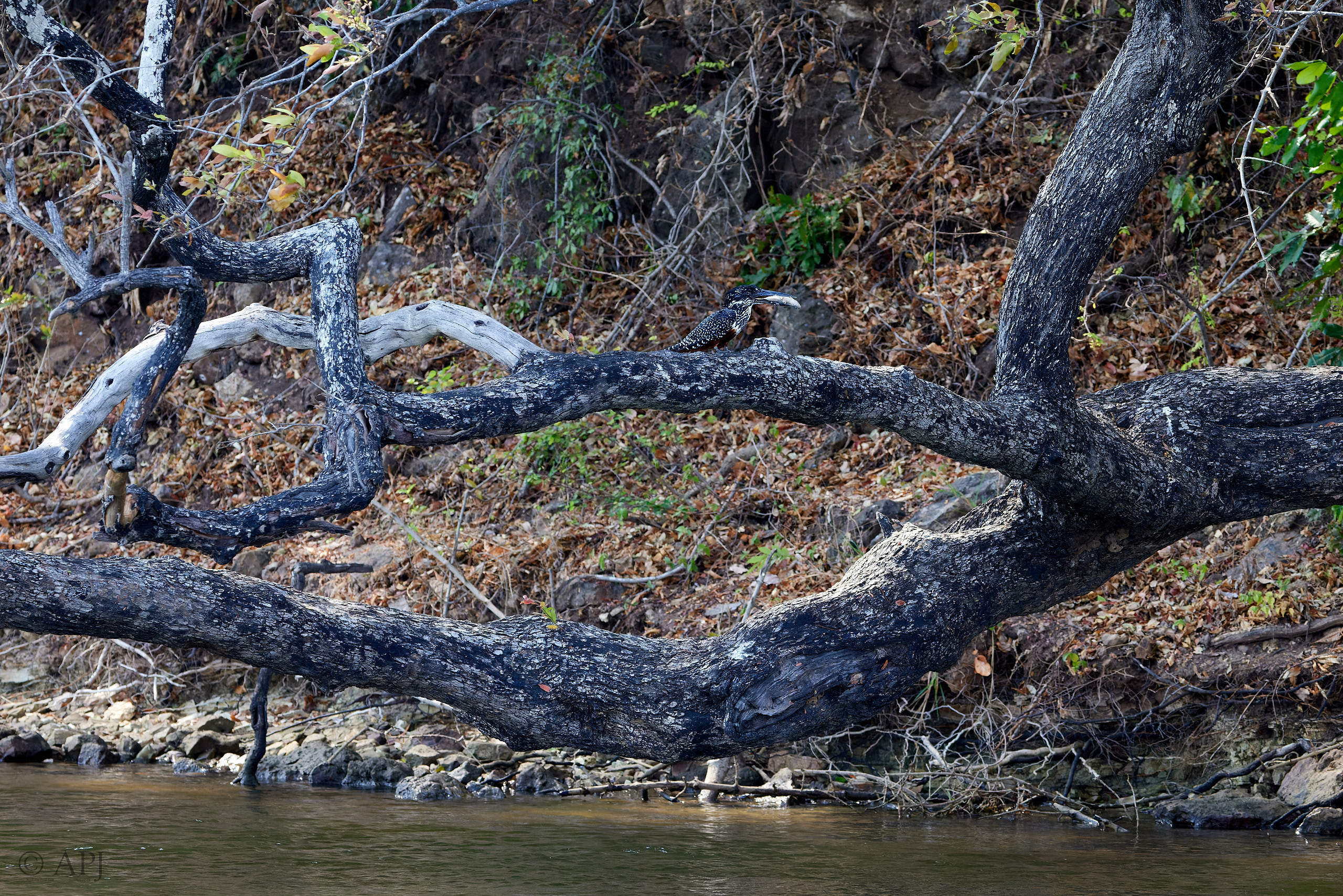 00495 APJ  A7A1154 CR3D