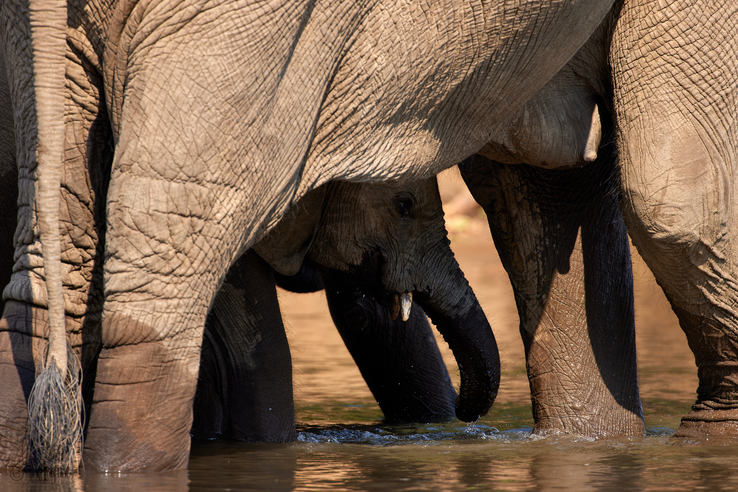 00500 APJ  A7A1241 CR3D