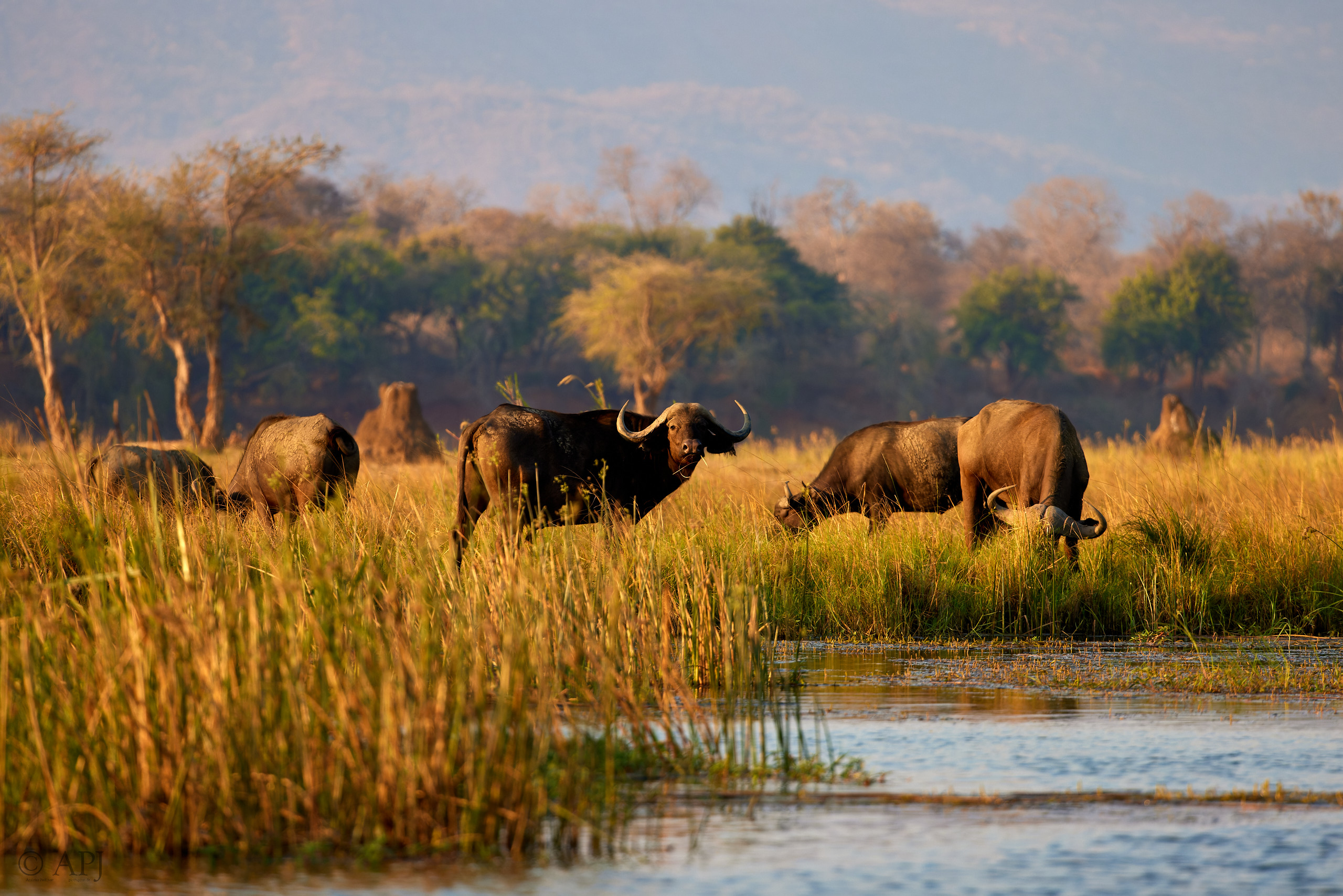 00554 APJ  A7A2196 CR3D