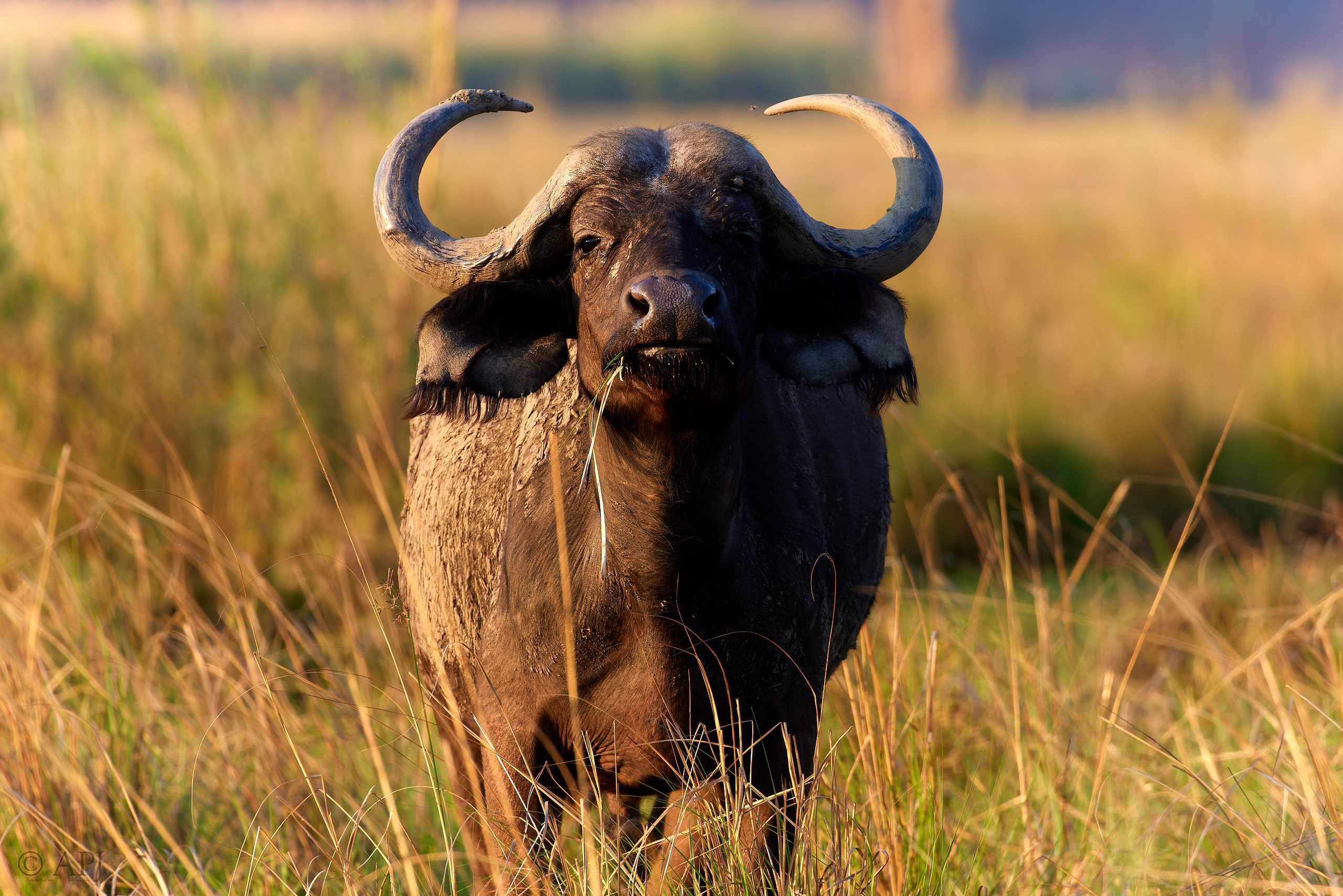 00559 APJ  A7A2273 CR3D