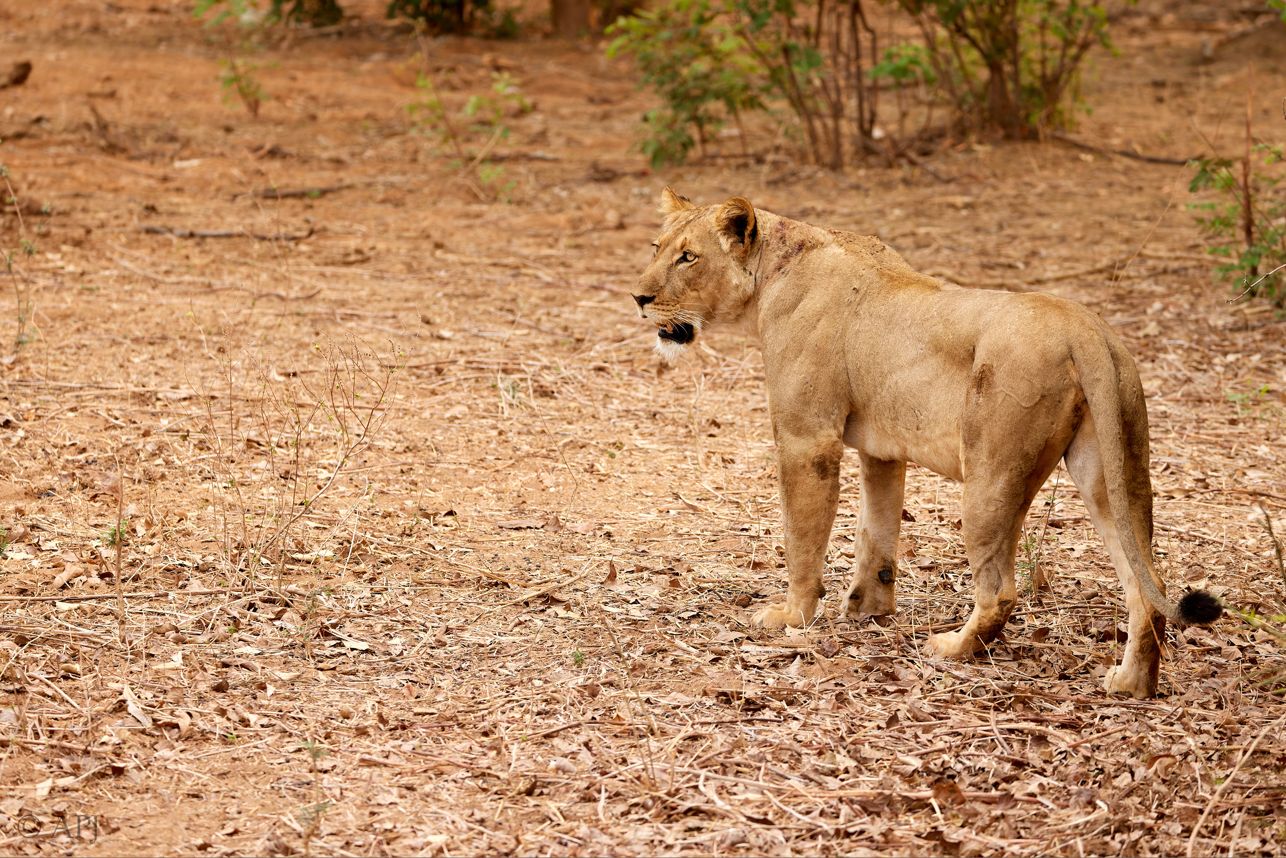 00622 APJ  A7A3025 CR3D