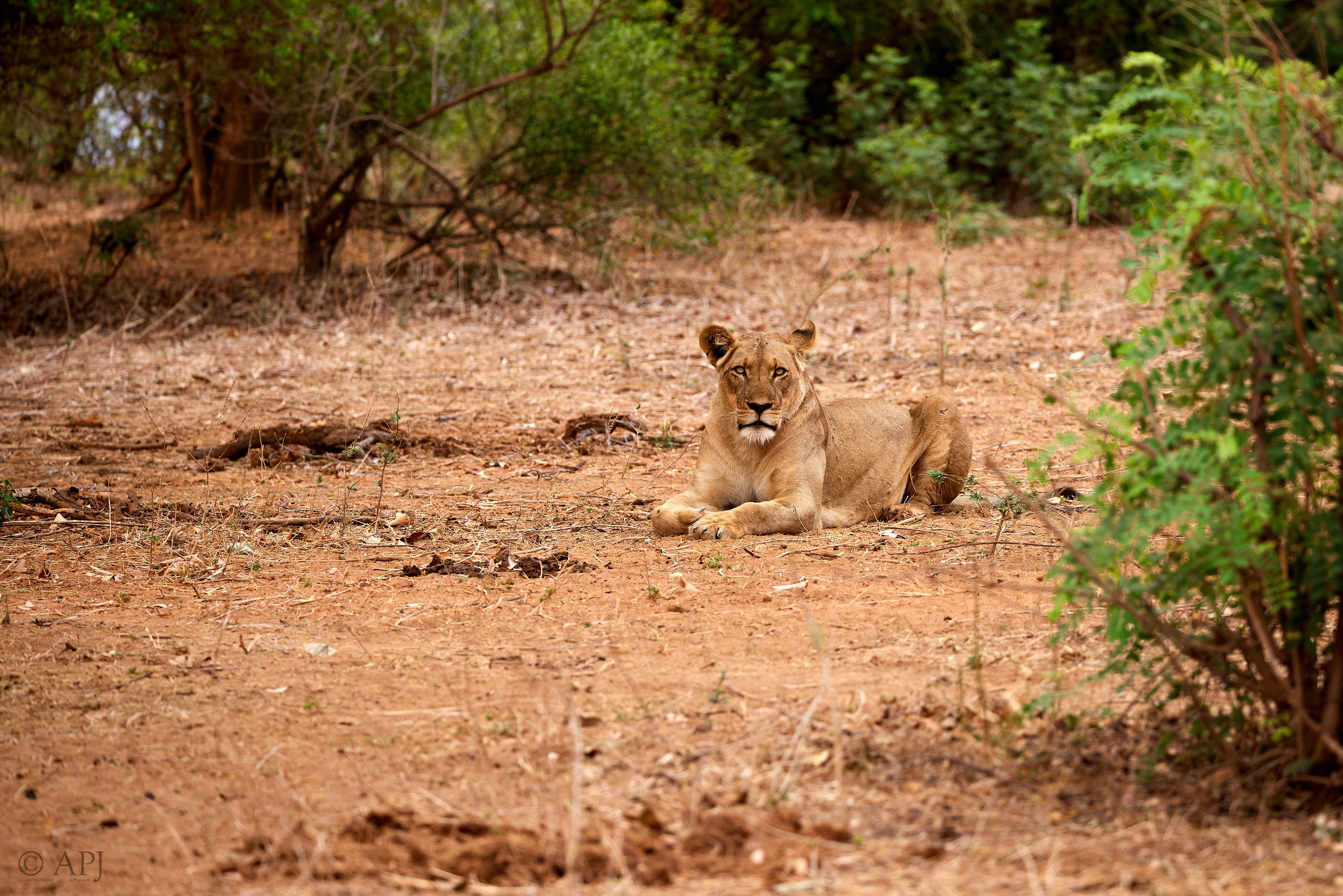 00623 APJ  A7A3038 CR3D