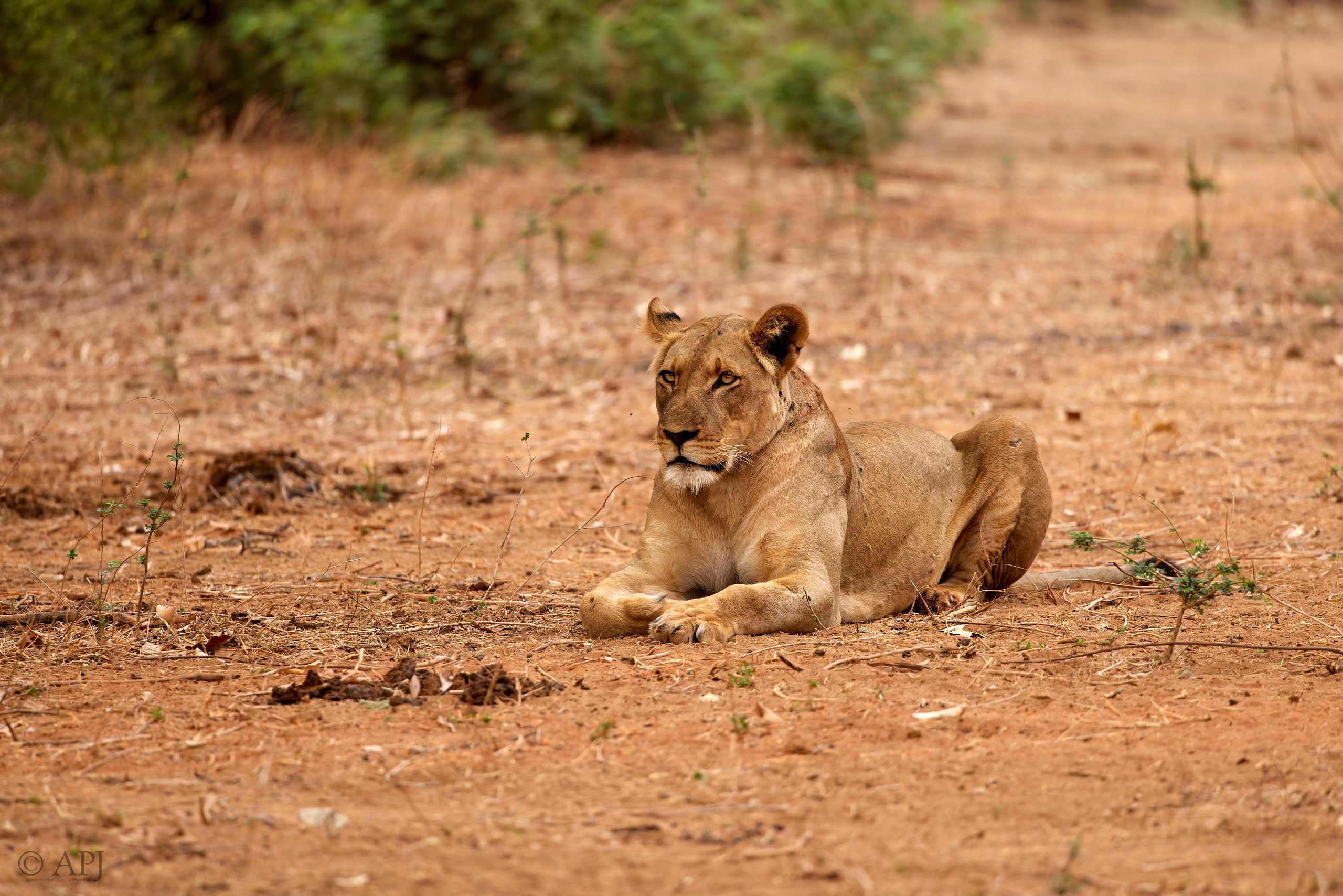 00624 APJ  A7A3055 CR3D