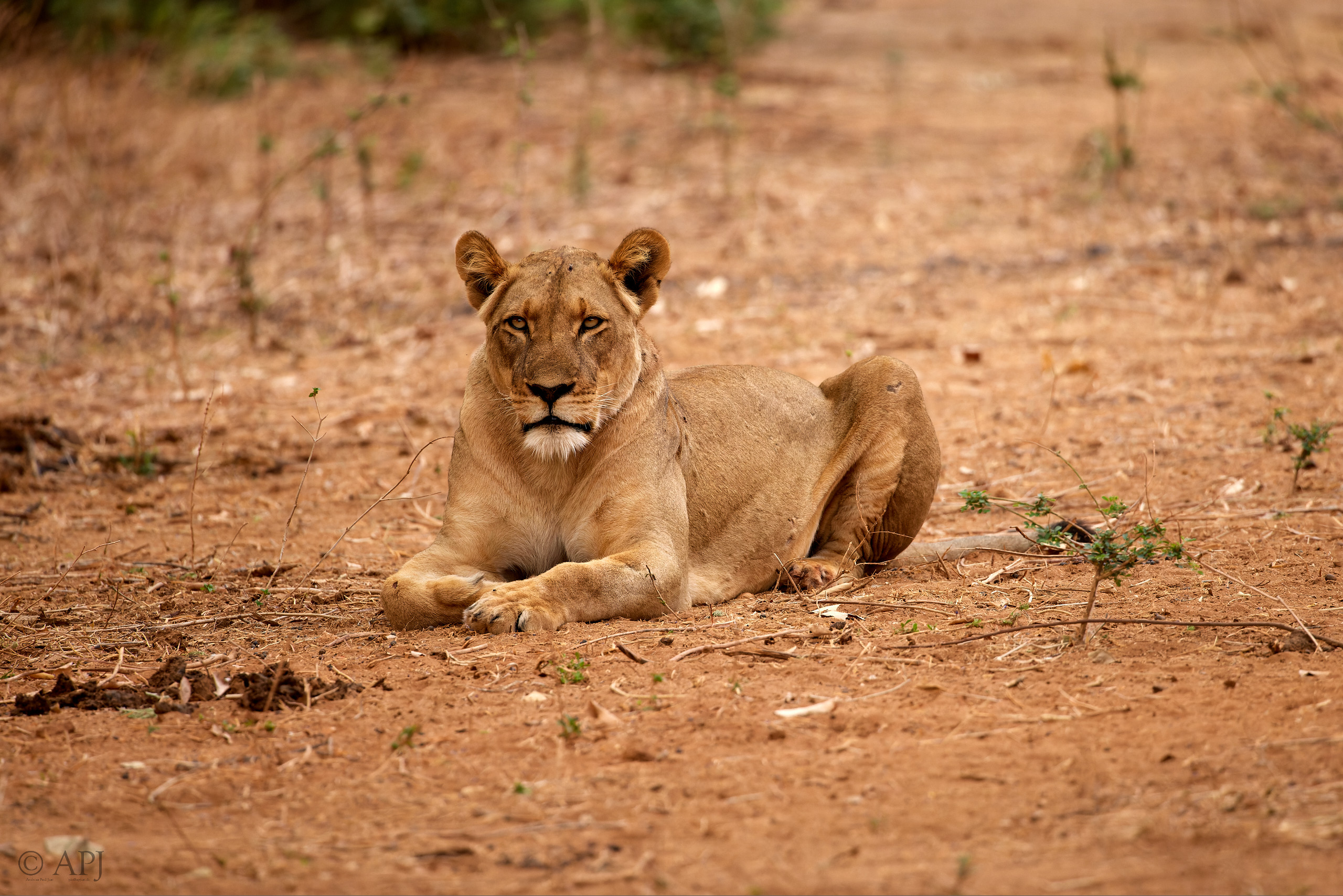 00626 APJ  A7A3093 CR3D