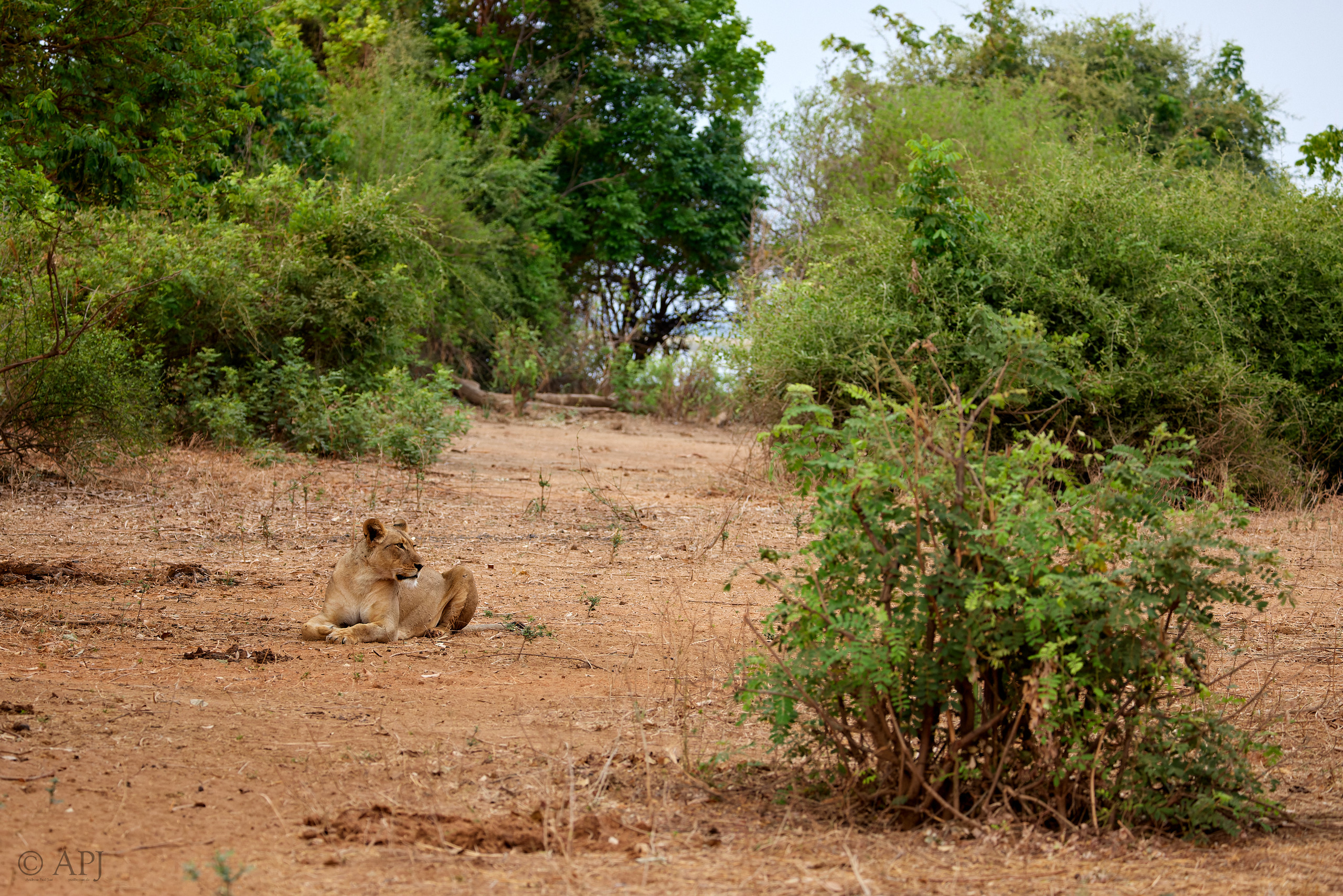 00627 APJ  A7A3121 CR3D