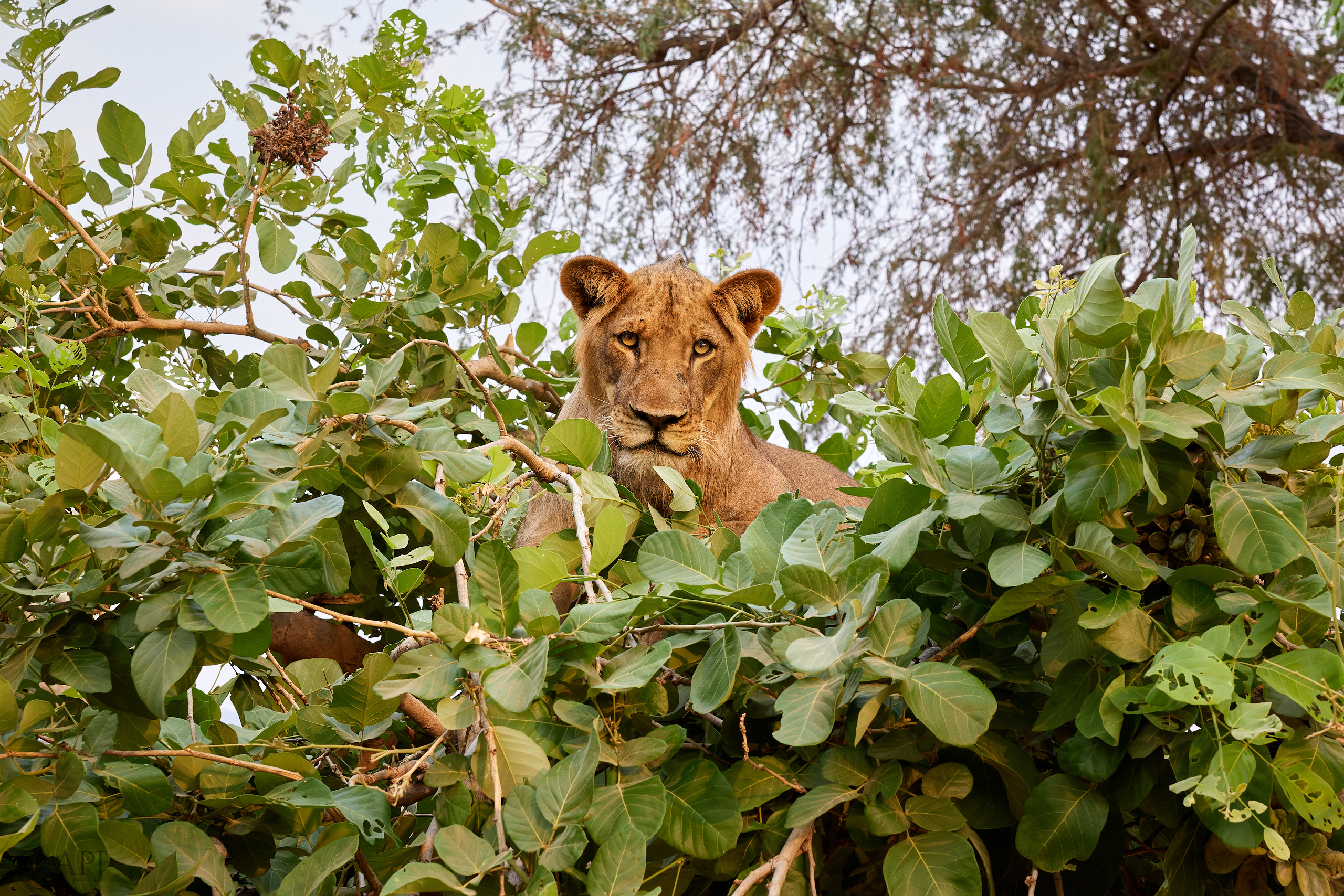 00632 APJ  59A0185 CR3D