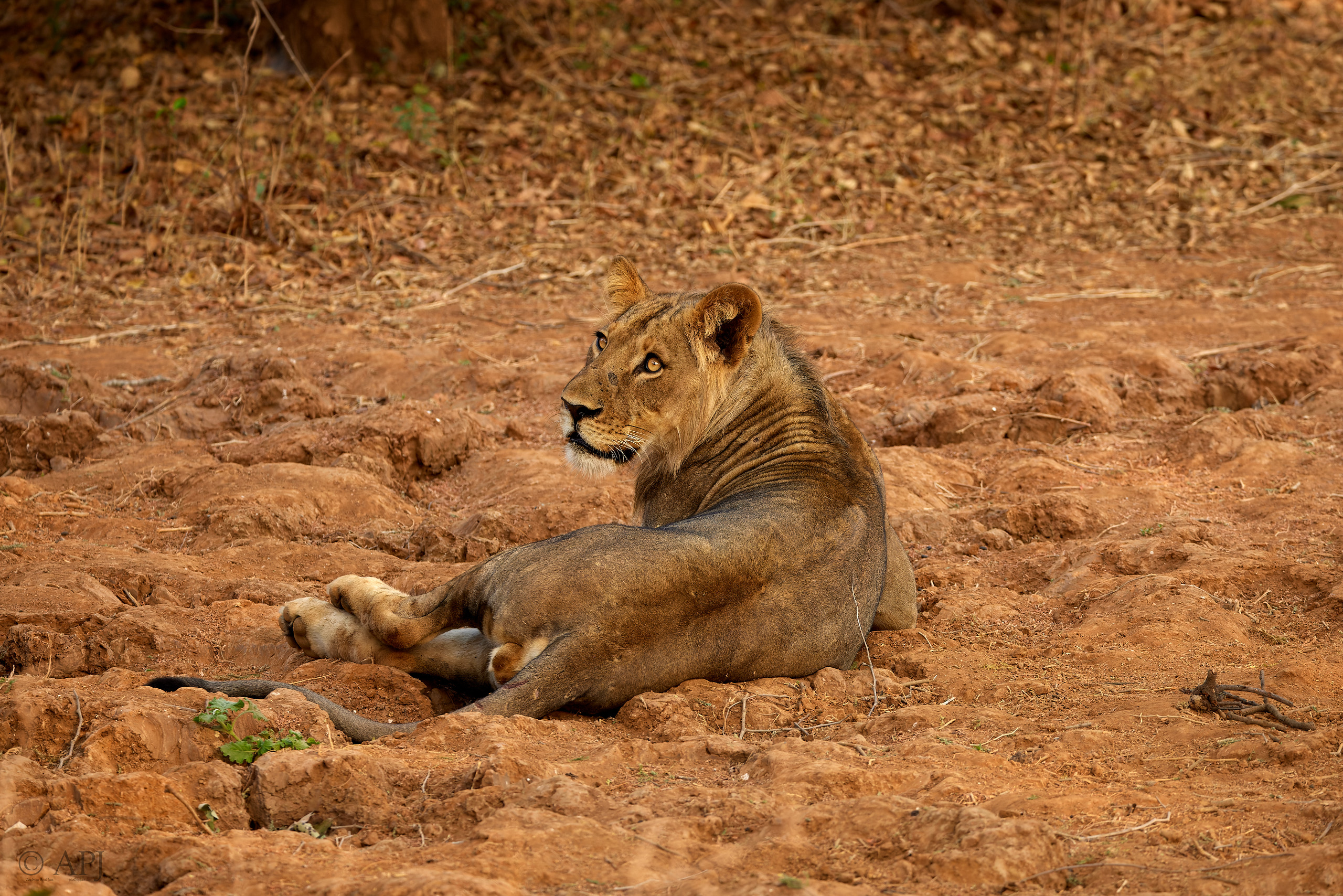 00639 APJ  A7A3280 CR3D